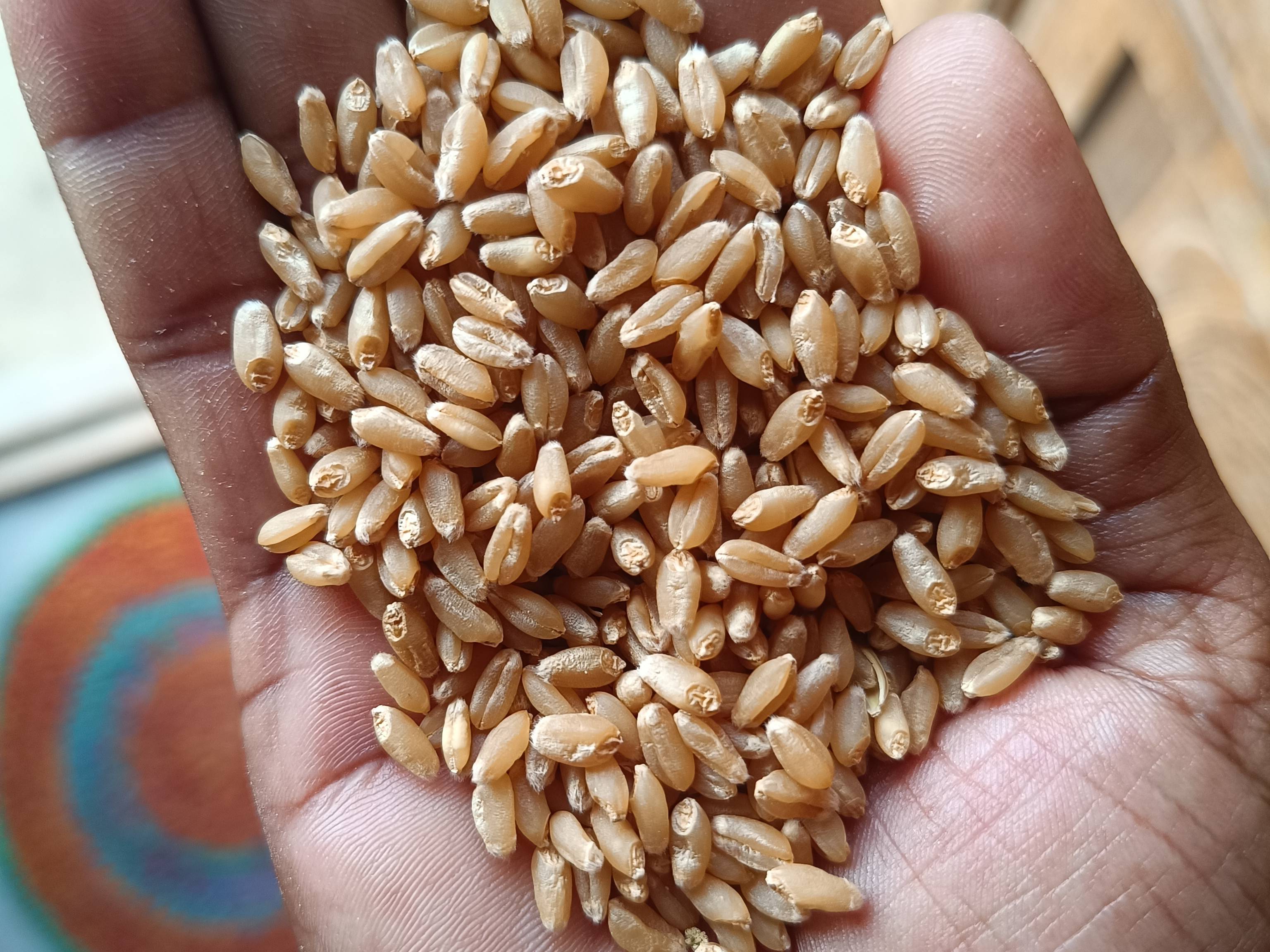Bread Wheat for sale in Yavatmal, Maharashtra