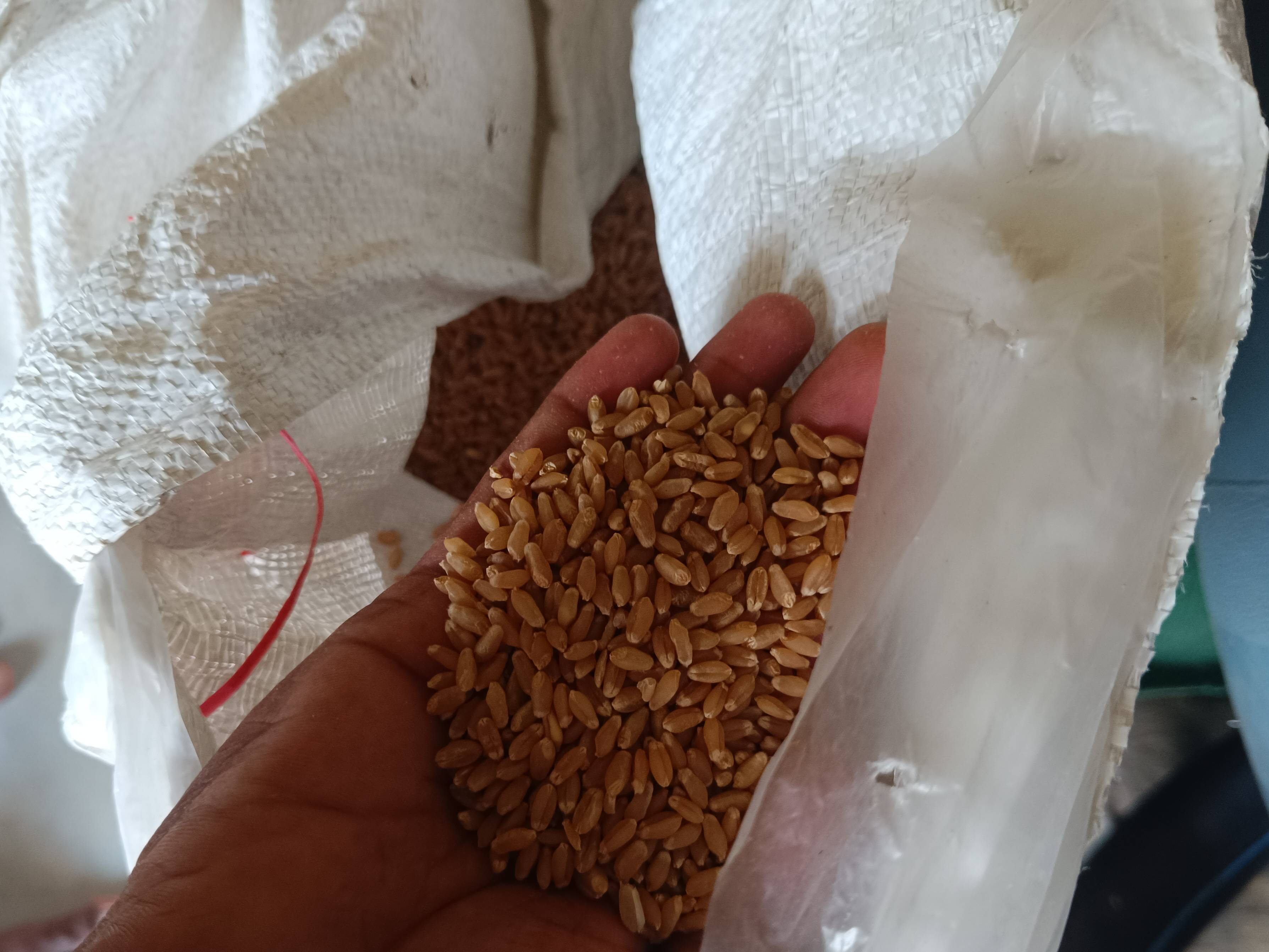 Bread Wheat for sale in Yavatmal, Maharashtra