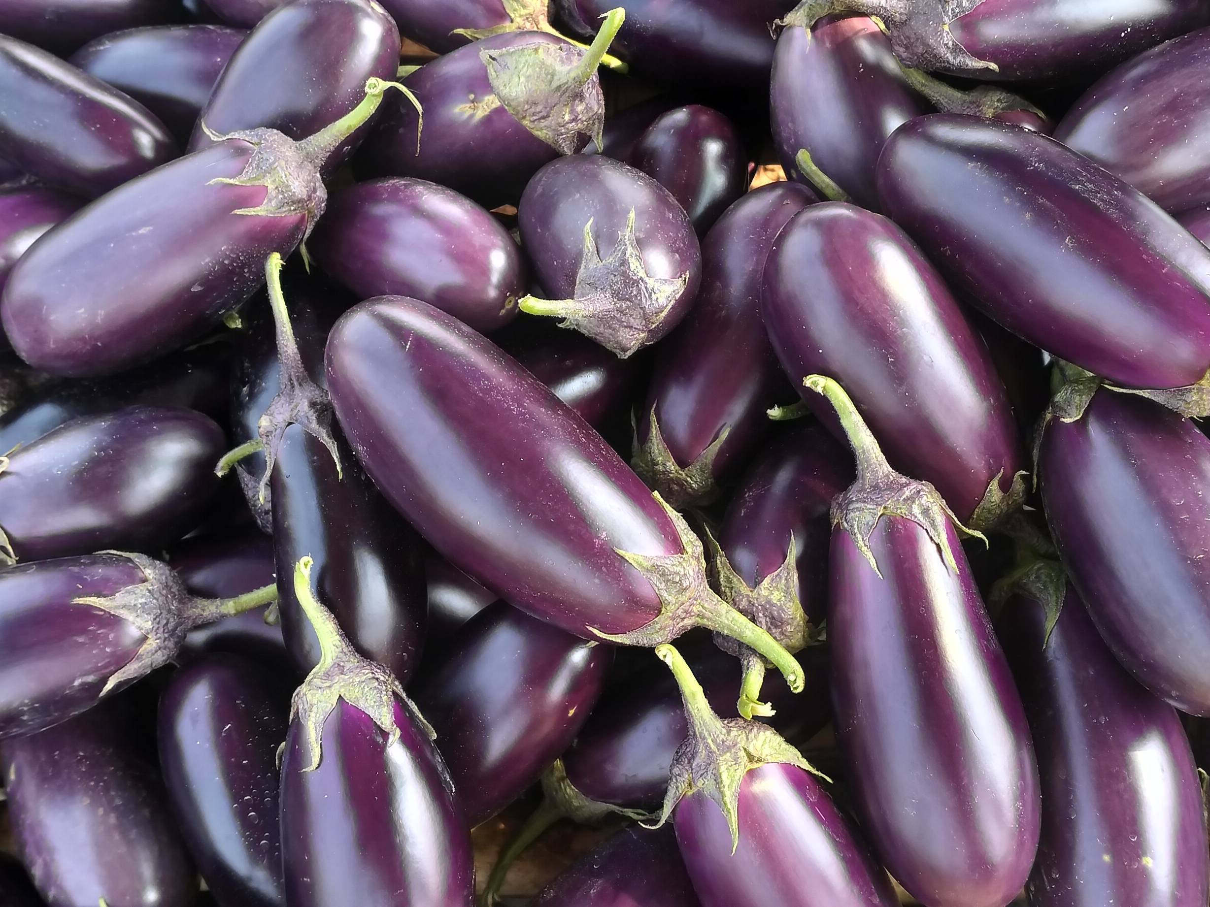 Purple Brinjal बिक्री के लिए, सरगुजा, छत्तीसगढ़