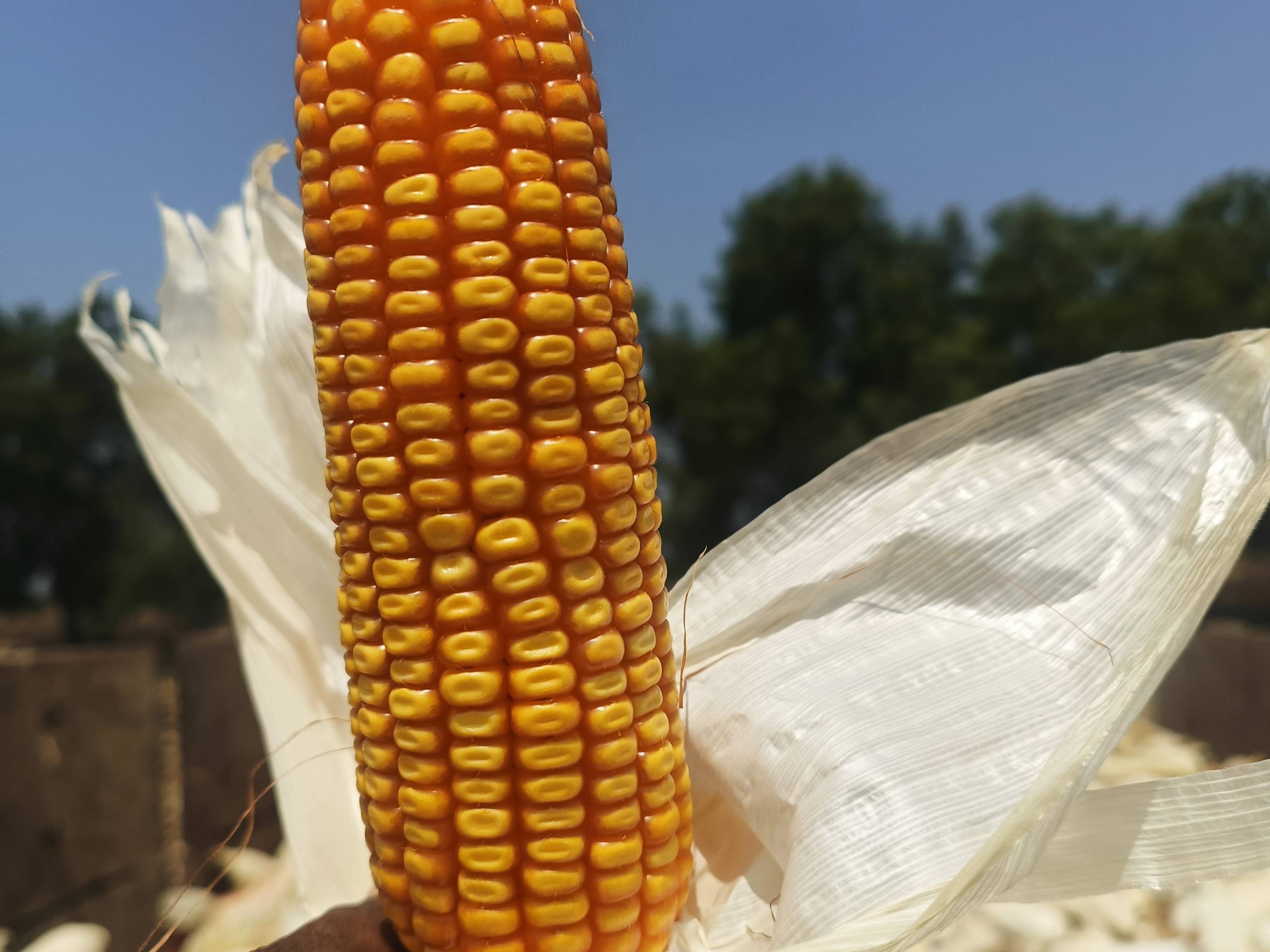 Sweet Corn विक्रीसाठी, छत्रपती संभाजीनगर, महाराष्ट्र