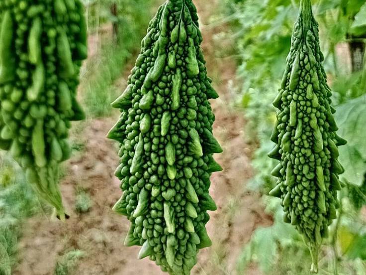 Green Bitter Gourd for sale in Pune, Maharashtra