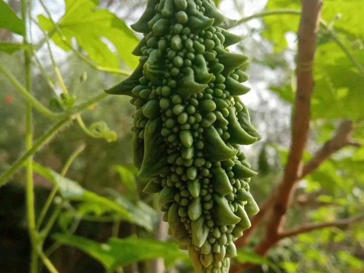 Green Bitter Gourd for sale in Pune, Maharashtra