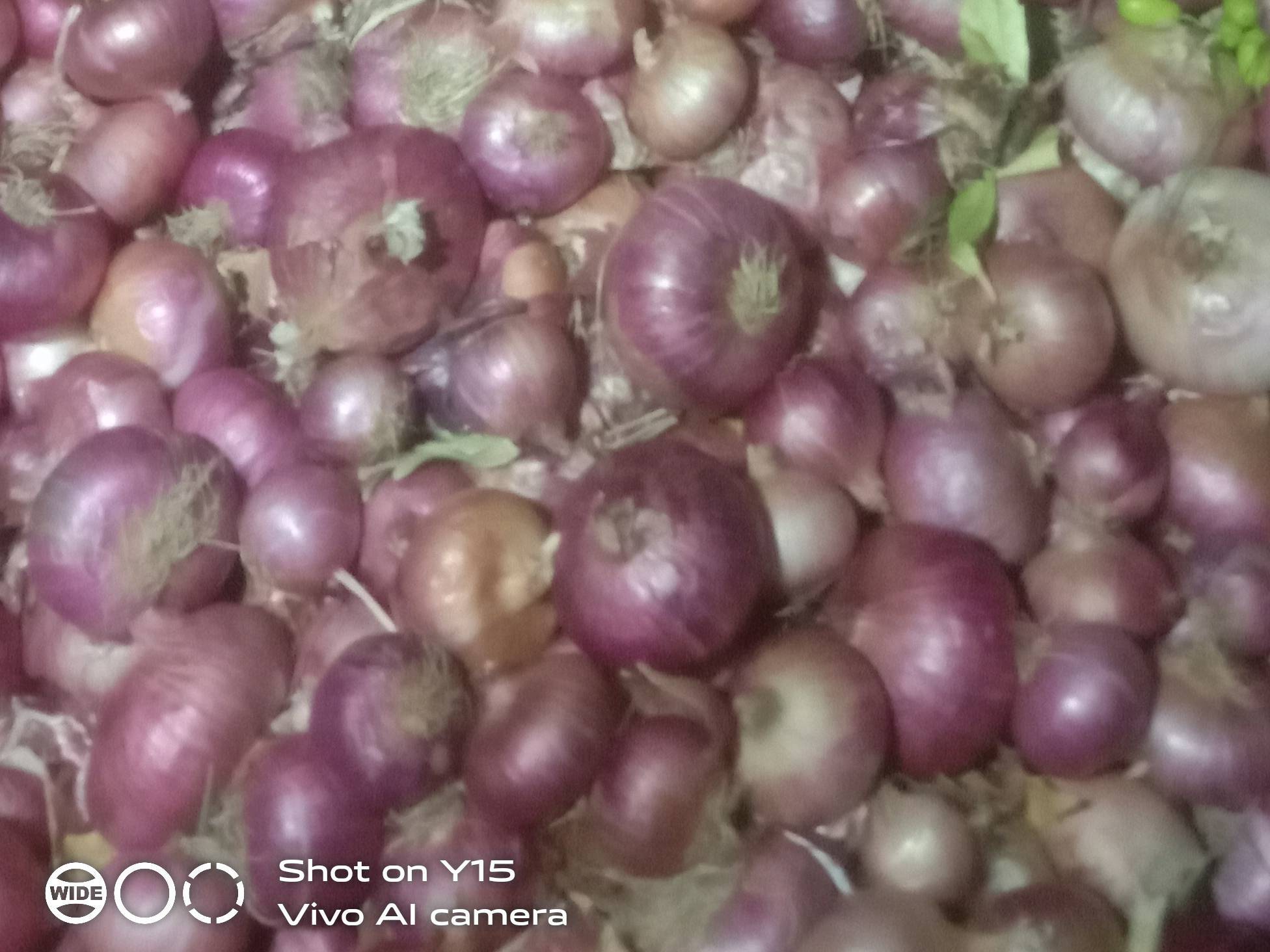 Summer Onion विक्रीसाठी, अकोला, महाराष्ट्र