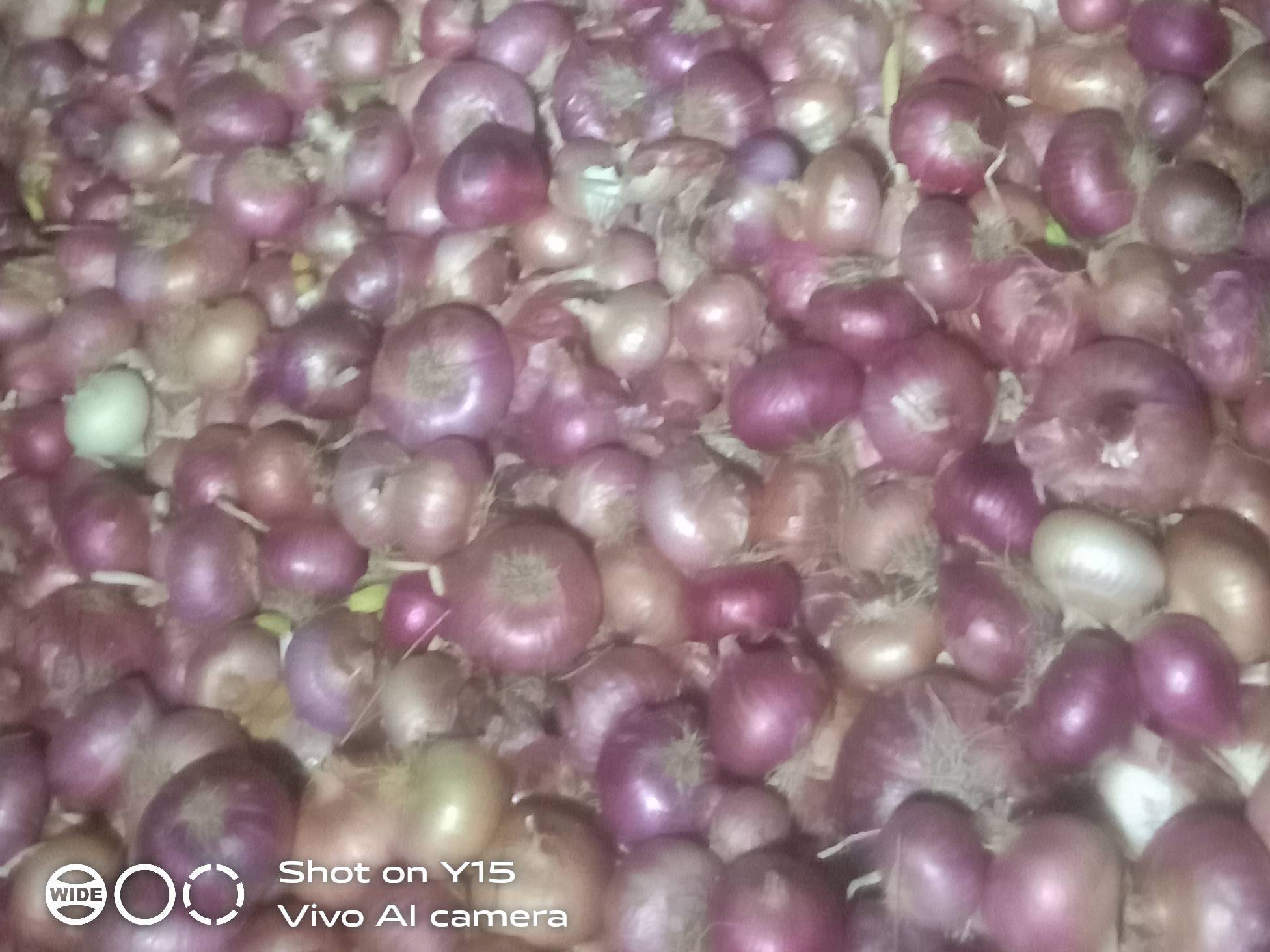 Summer Onion विक्रीसाठी, अकोला, महाराष्ट्र