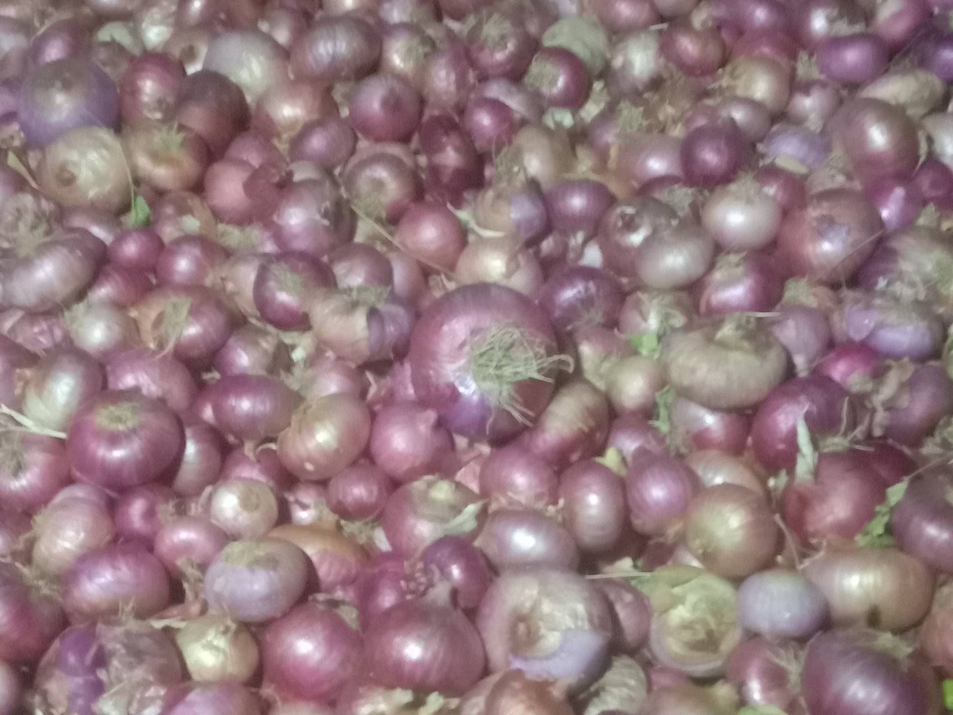 Summer Onion विक्रीसाठी, अकोला, महाराष्ट्र
