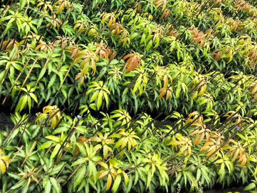 Mango Saplings विक्रीसाठी, सातारा, महाराष्ट्र