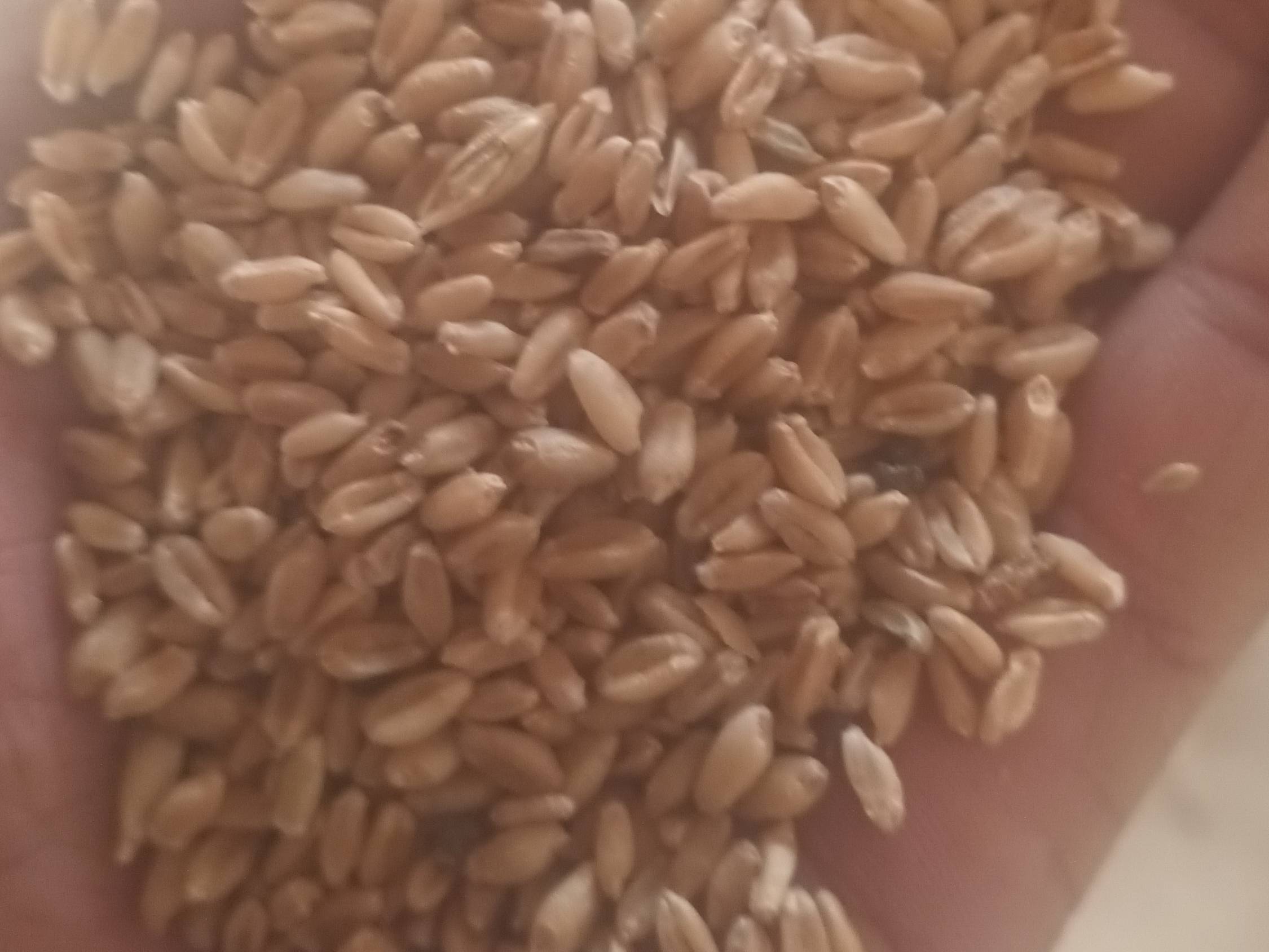 Bread Wheat for sale in Mandsaur, Madhya Pradesh