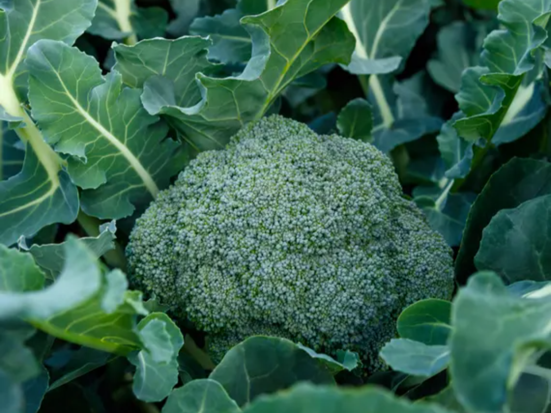 Heading-Type Broccoli बिक्री के लिए, नासिक, महाराष्ट्र