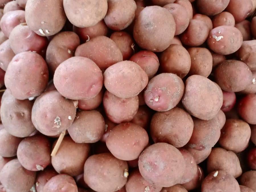 Kufri Pukhraj विक्रीसाठी, बरनाला, पंजाब