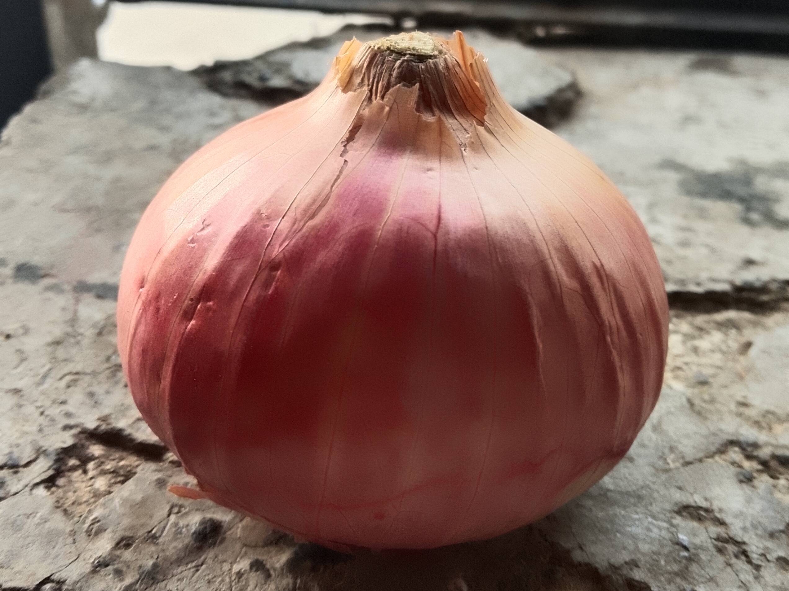 Summer Onion विक्रीसाठी, अहिल्यानगर, महाराष्ट्र