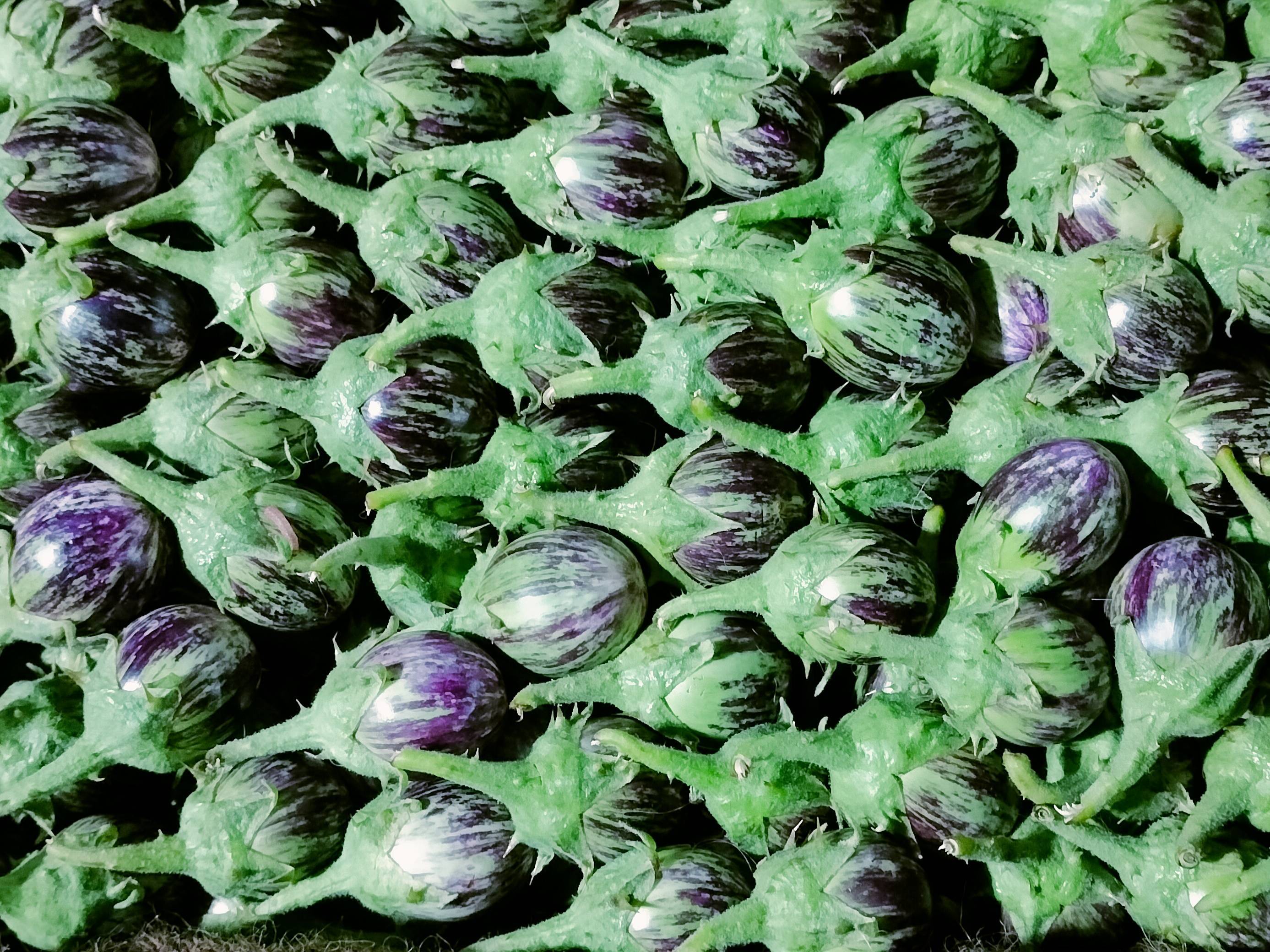 Striped Brinjal (purple) for sale in Nashik, Maharashtra