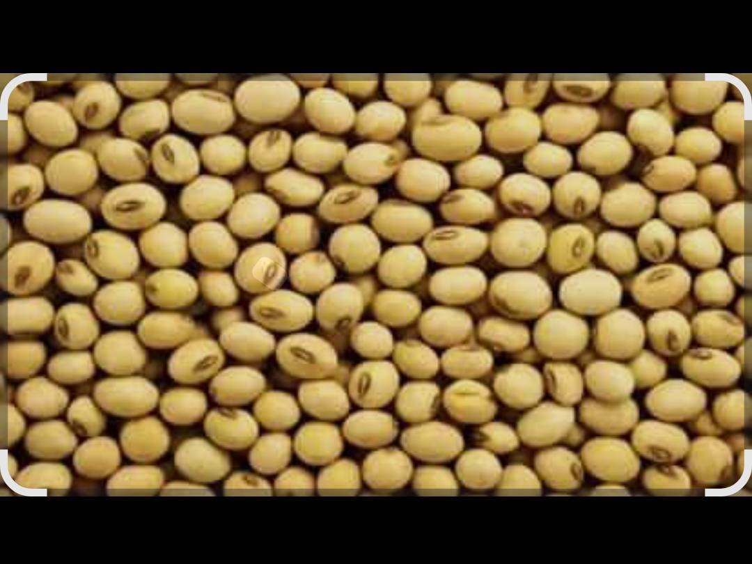 Soyabean Yellow Soybean