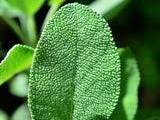 Hydroponic Green Sage विक्रीसाठी, पूर्व दिल्ली, दिल्ली