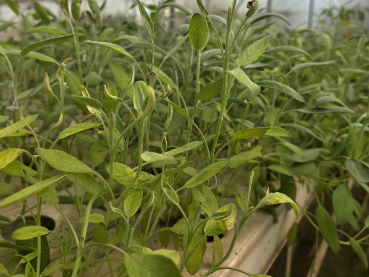 हायड्रोपोनिक सेज Hydroponic Green Sage