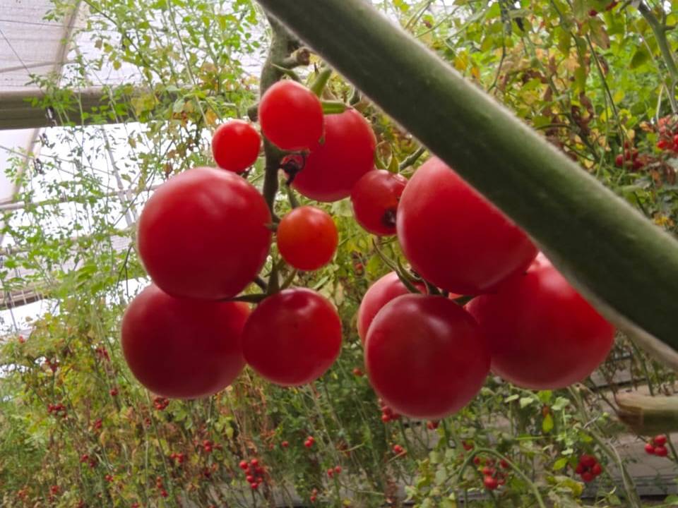 हायड्रोपोनिक टोमॅटो Hydroponic Cherry Tomato