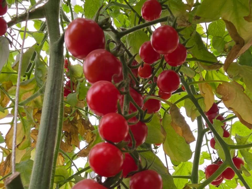 Hydroponic Cherry Tomato बिक्री के लिए, पूर्वी दिल्ली, दिल्ली