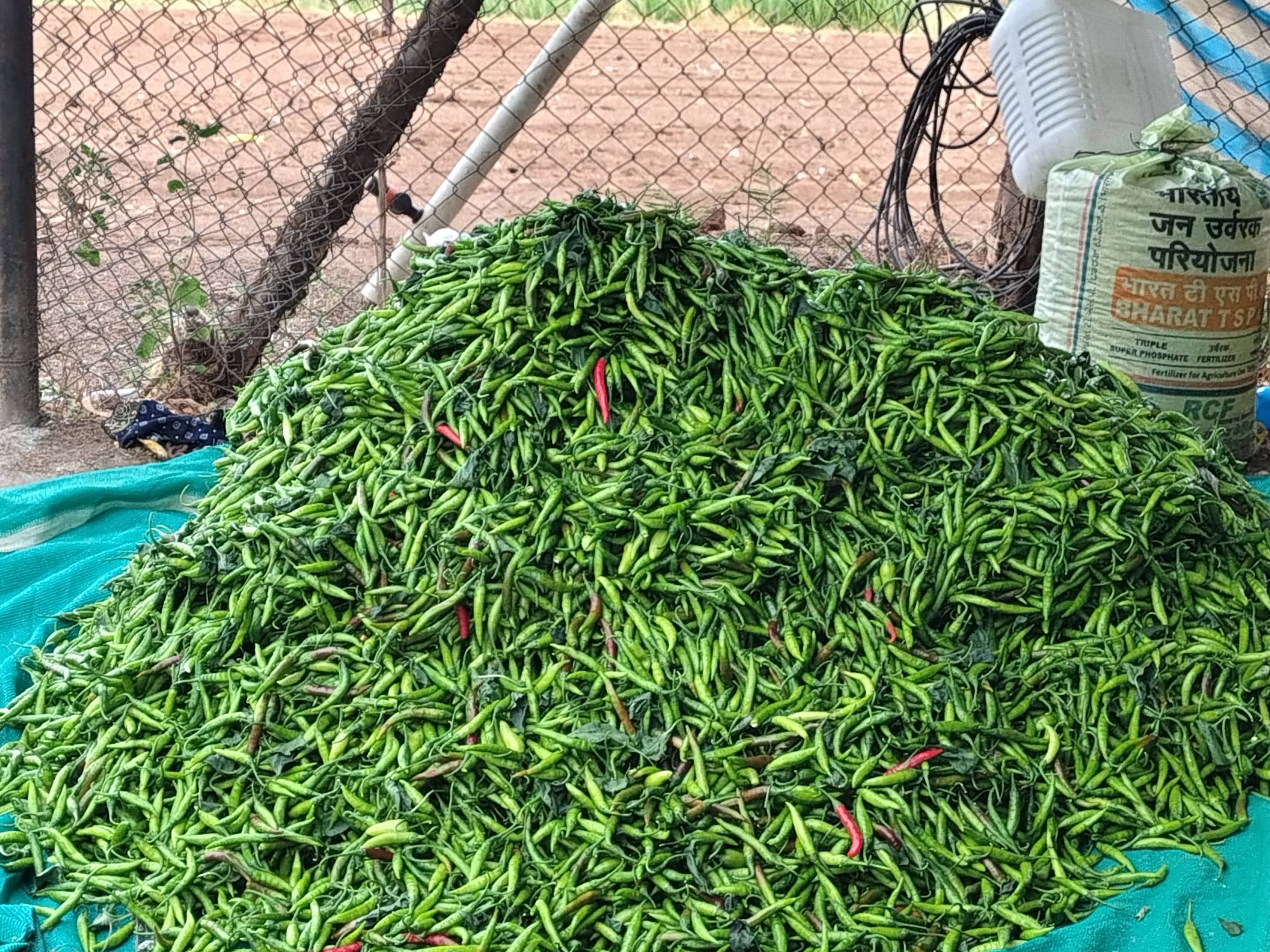 Green Chilli बिक्री के लिए, नासिक, महाराष्ट्र