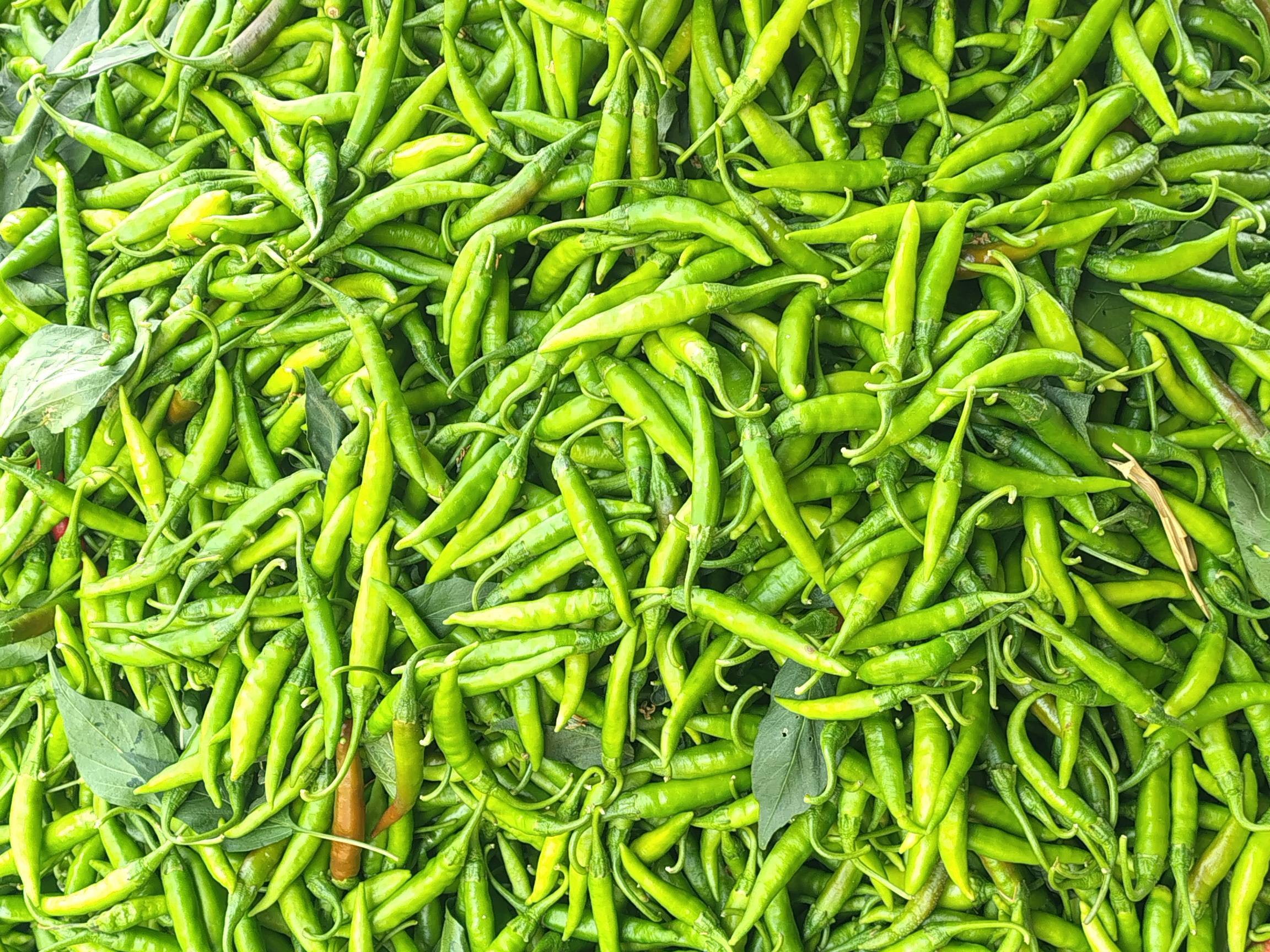 Green Chilli बिक्री के लिए, नासिक, महाराष्ट्र