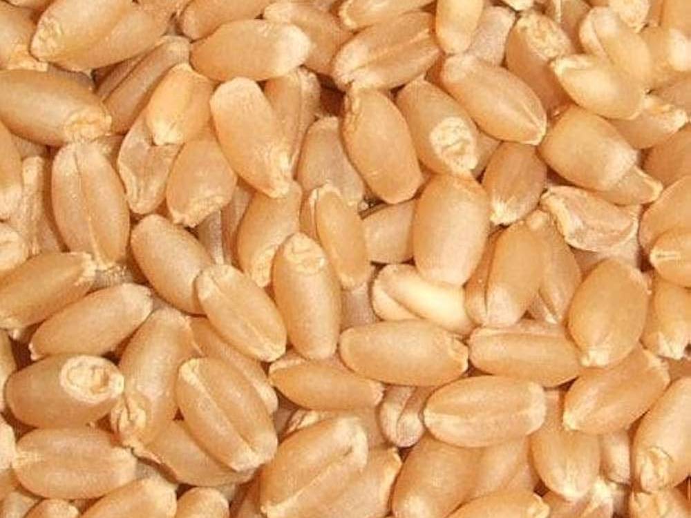 Bread Wheat बिक्री के लिए, विदिशा, मध्य प्रदेश