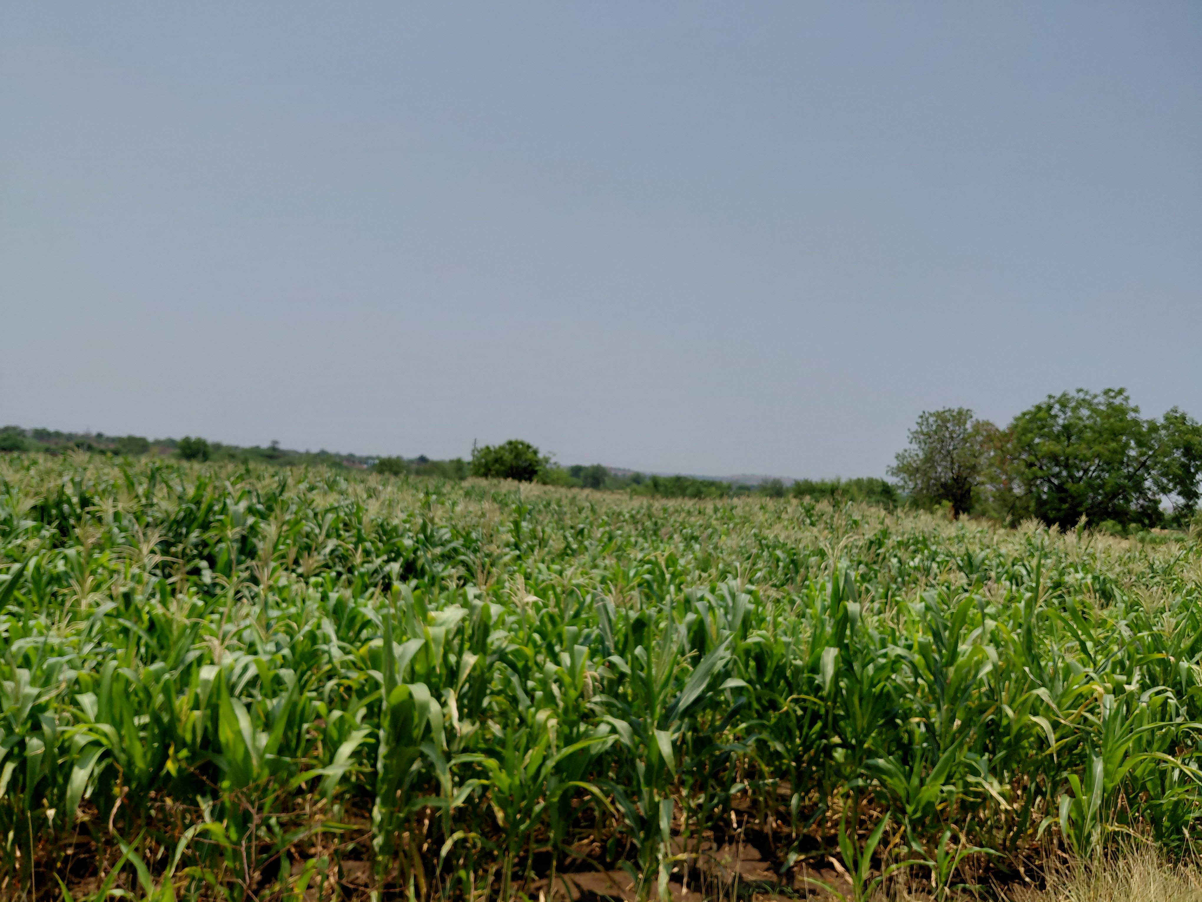 Green Fodder Maize Fodder