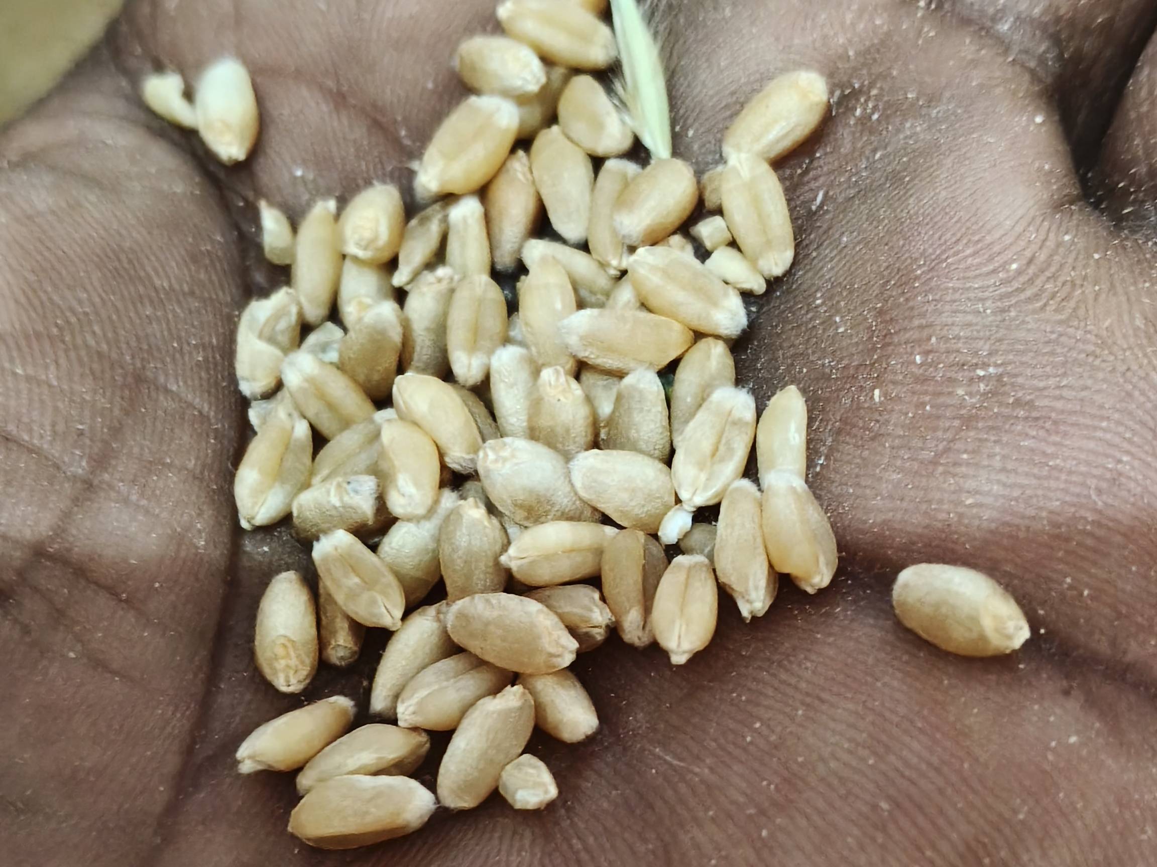 Durum for sale in Vidisha, Madhya Pradesh