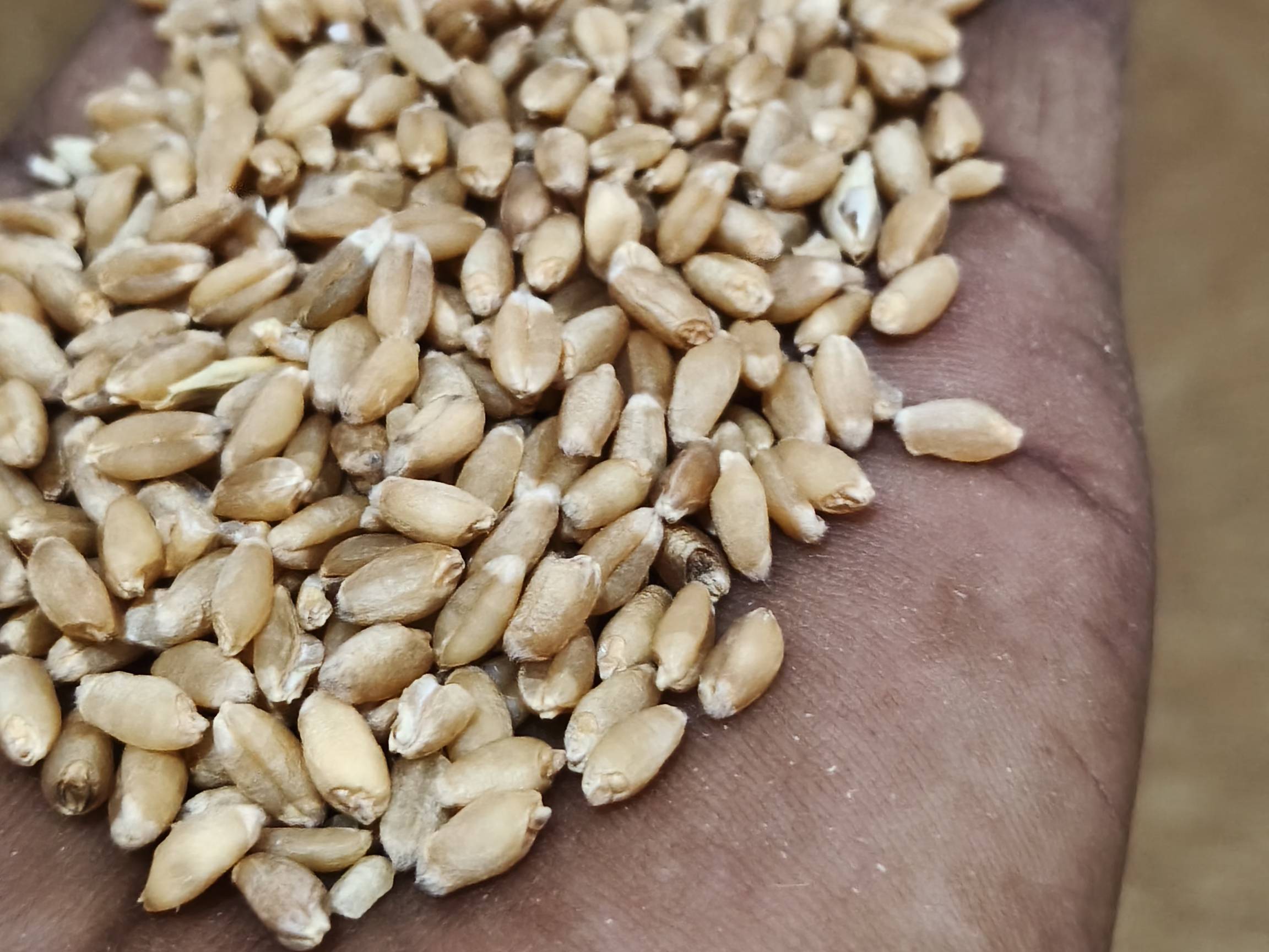 Durum for sale in Vidisha, Madhya Pradesh