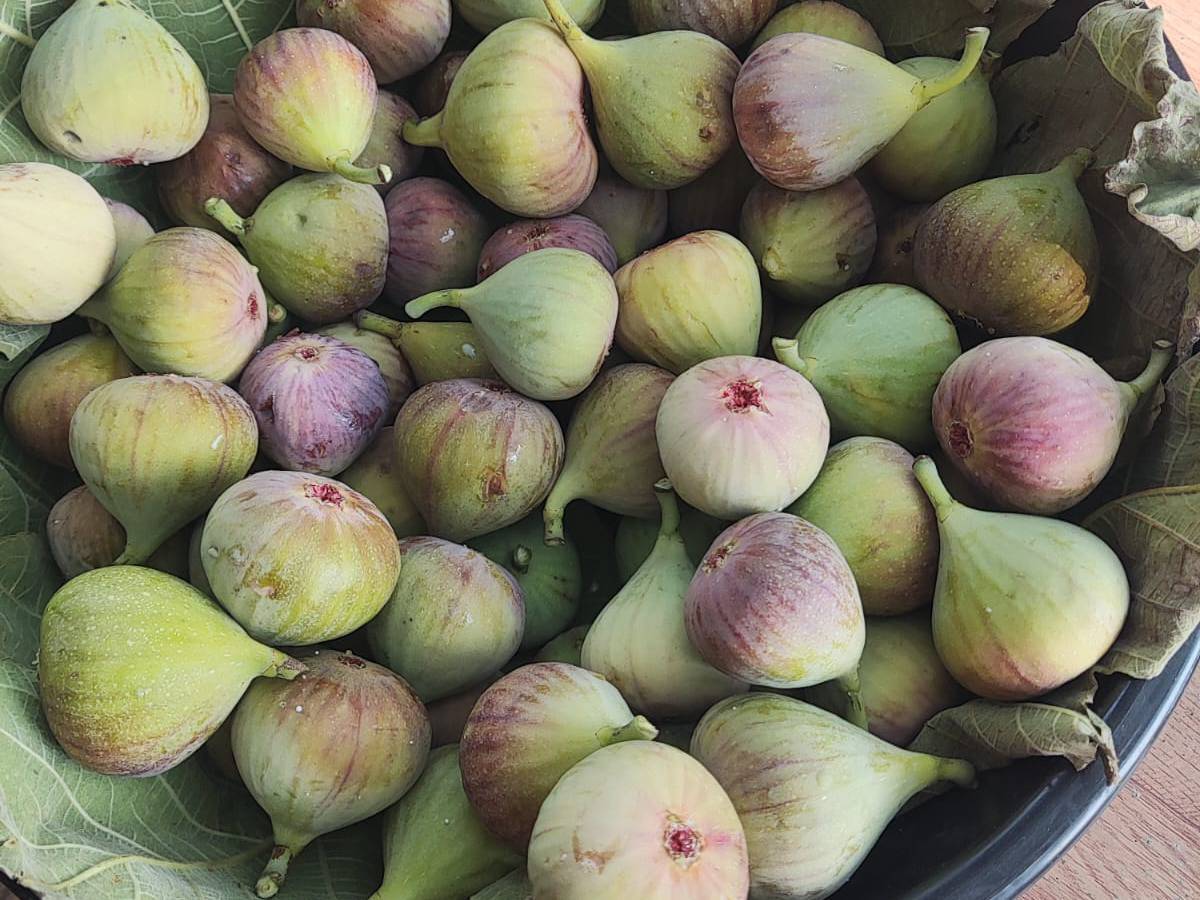 Poona Fig for sale in Pune, Maharashtra