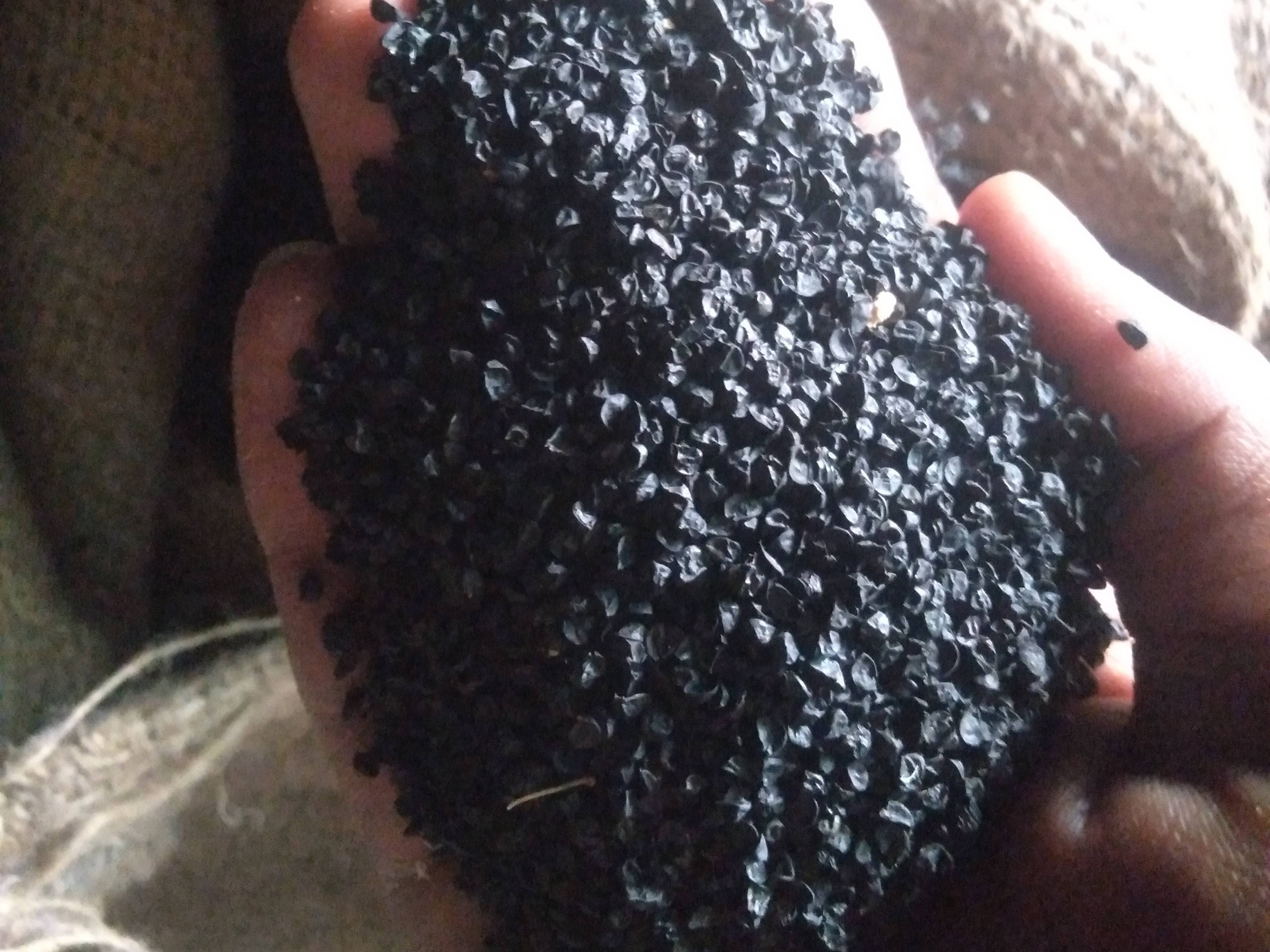 Pink Onion Seeds विक्रीसाठी, हिंगोली, महाराष्ट्र