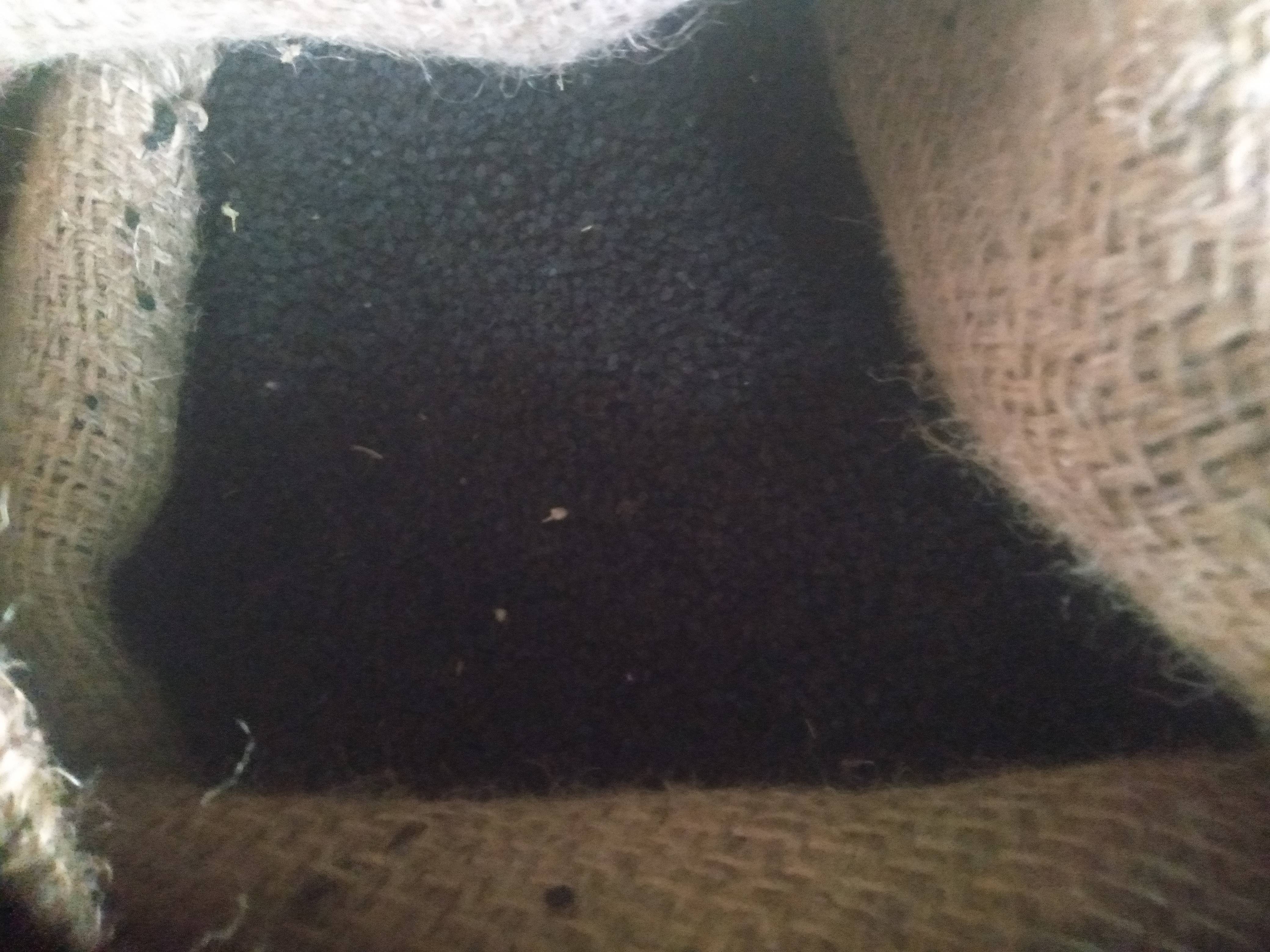 Pink Onion Seeds विक्रीसाठी, हिंगोली, महाराष्ट्र