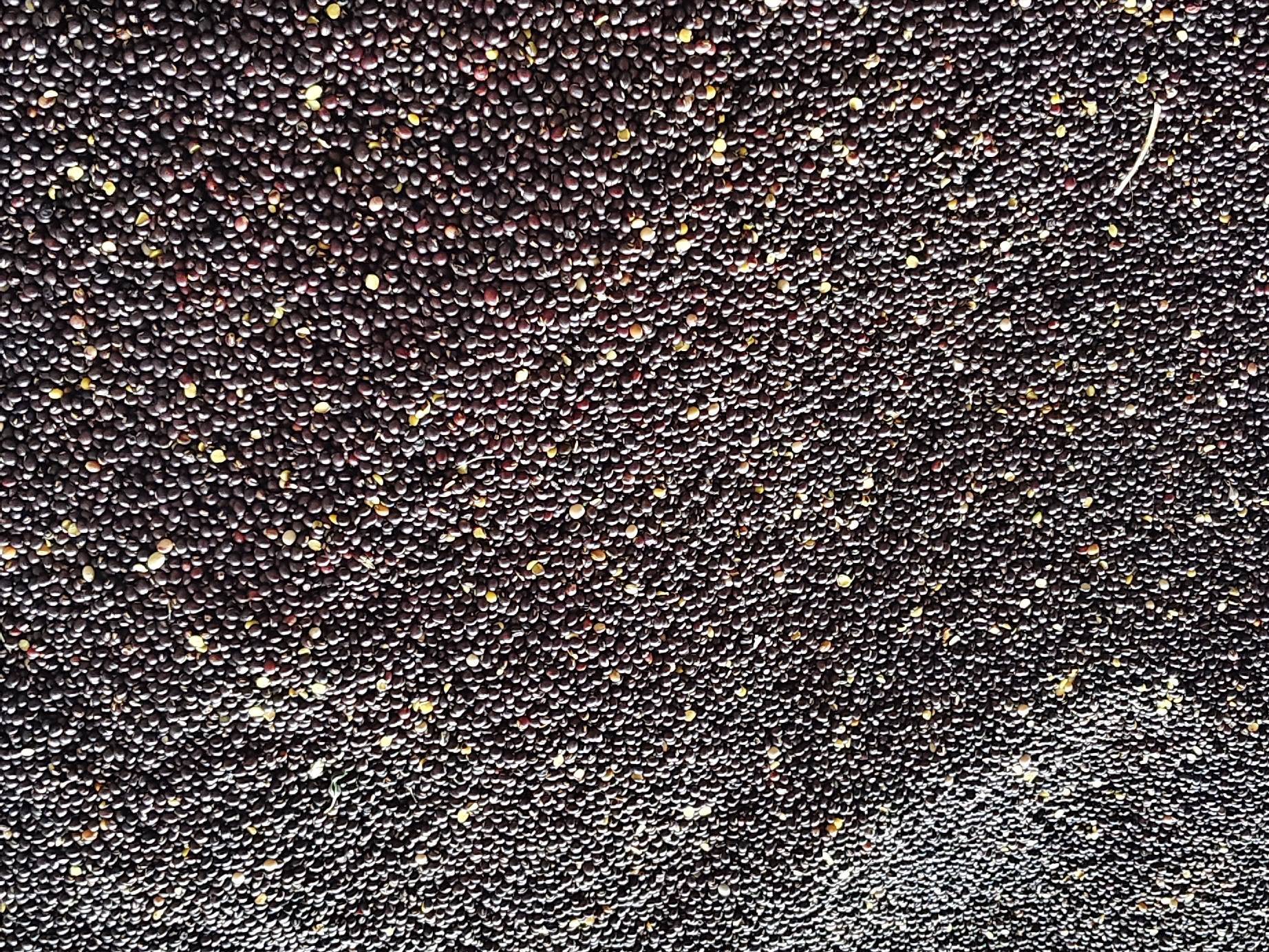 Black Pigeon Pea for sale in Beed, Maharashtra