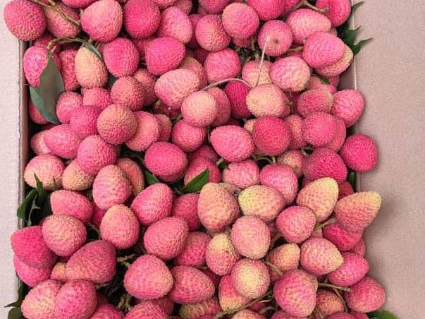 Shahi Lychee for sale in Solapur, Maharashtra
