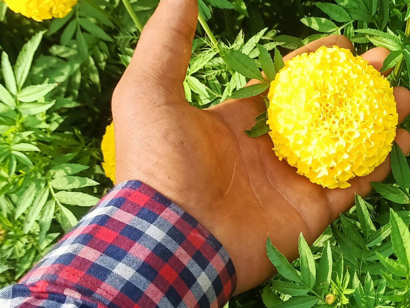 Marigold Yellow Marigold