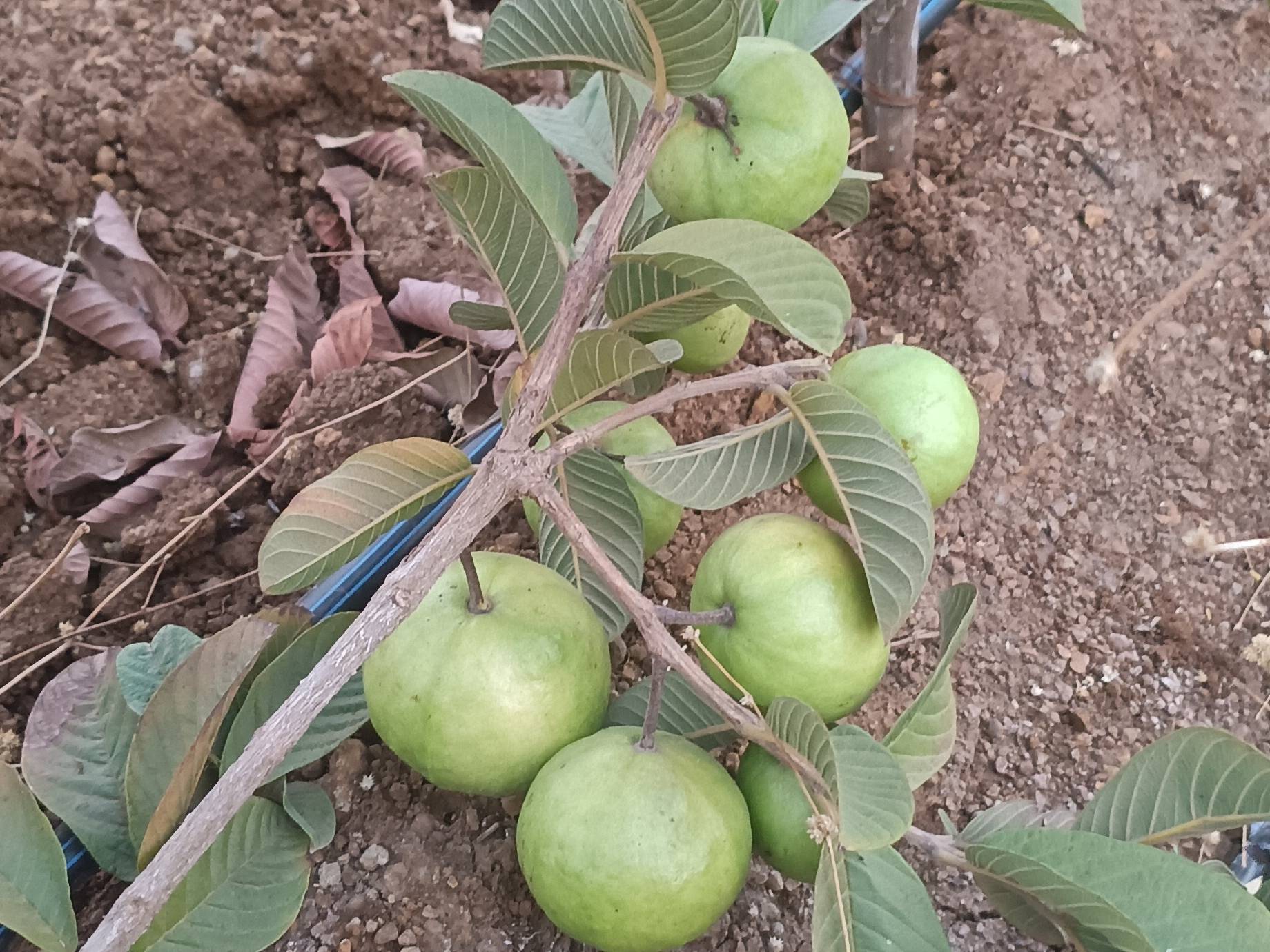 Taiwan Pink बिक्री के लिए, छत्रपति संभाजीनगर, महाराष्ट्र