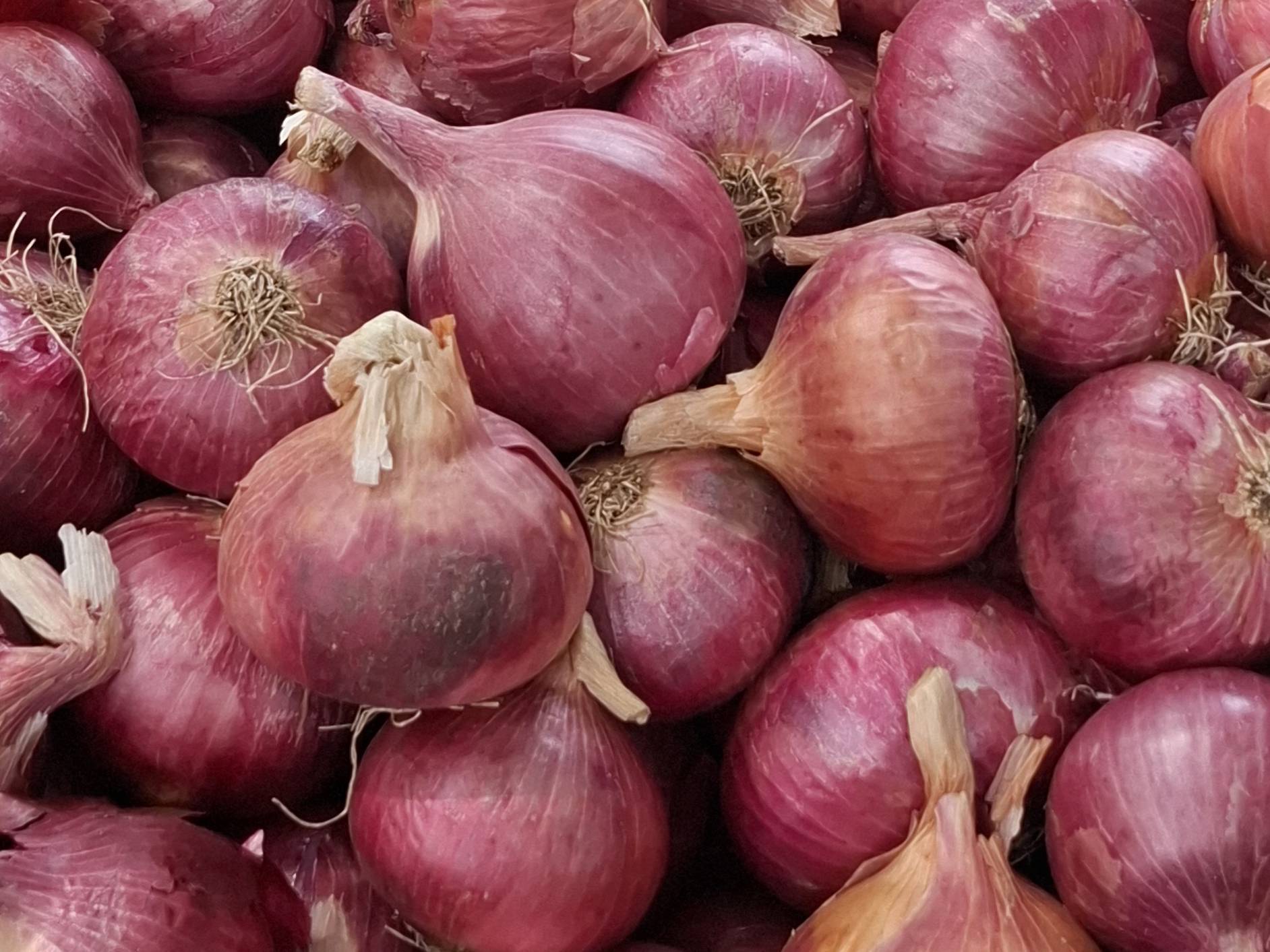 Summer Onion बिक्री के लिए, नासिक, महाराष्ट्र