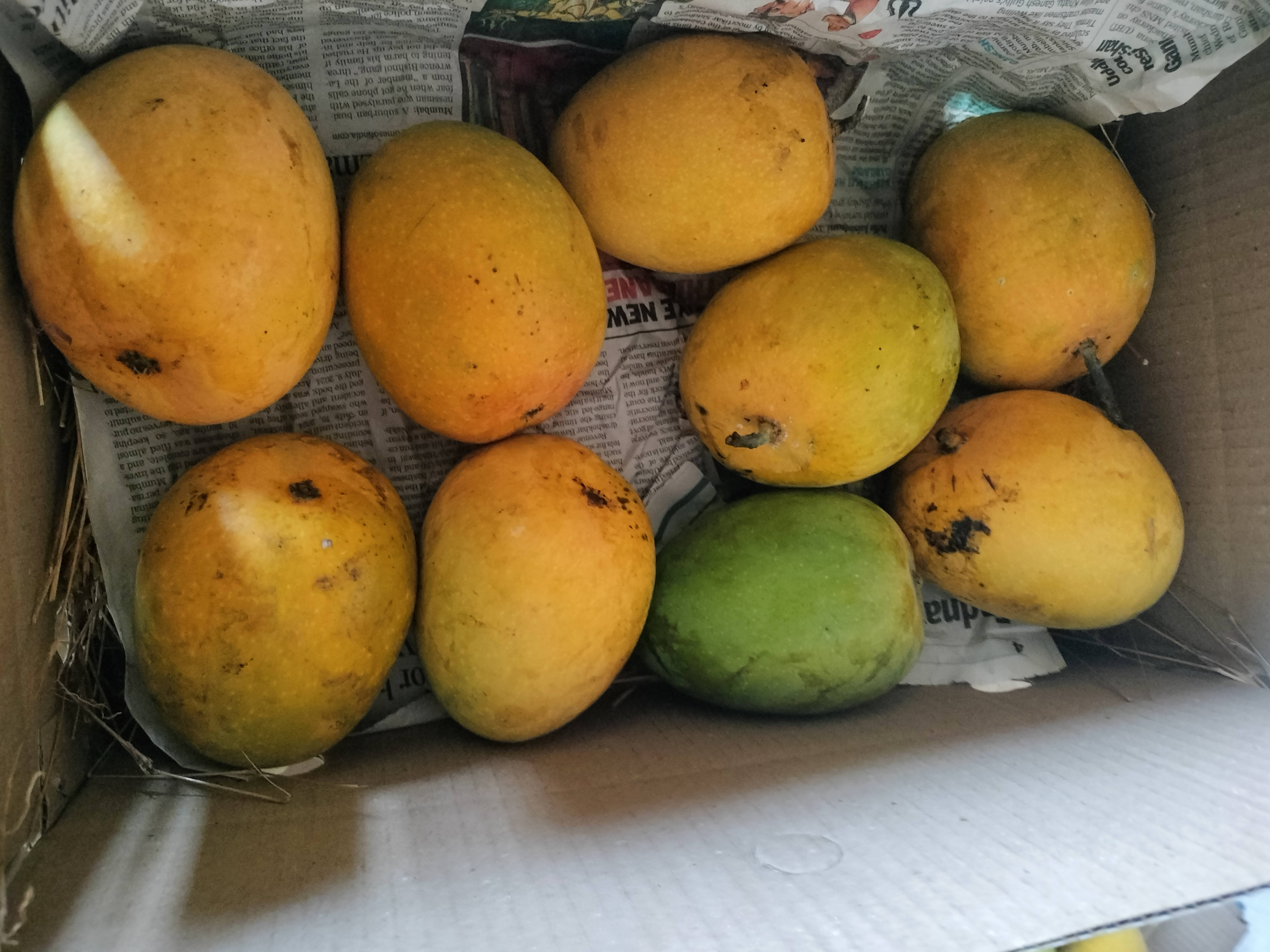 Alphonso (Hapus) बिक्री के लिए, रत्नागिरी, महाराष्ट्र