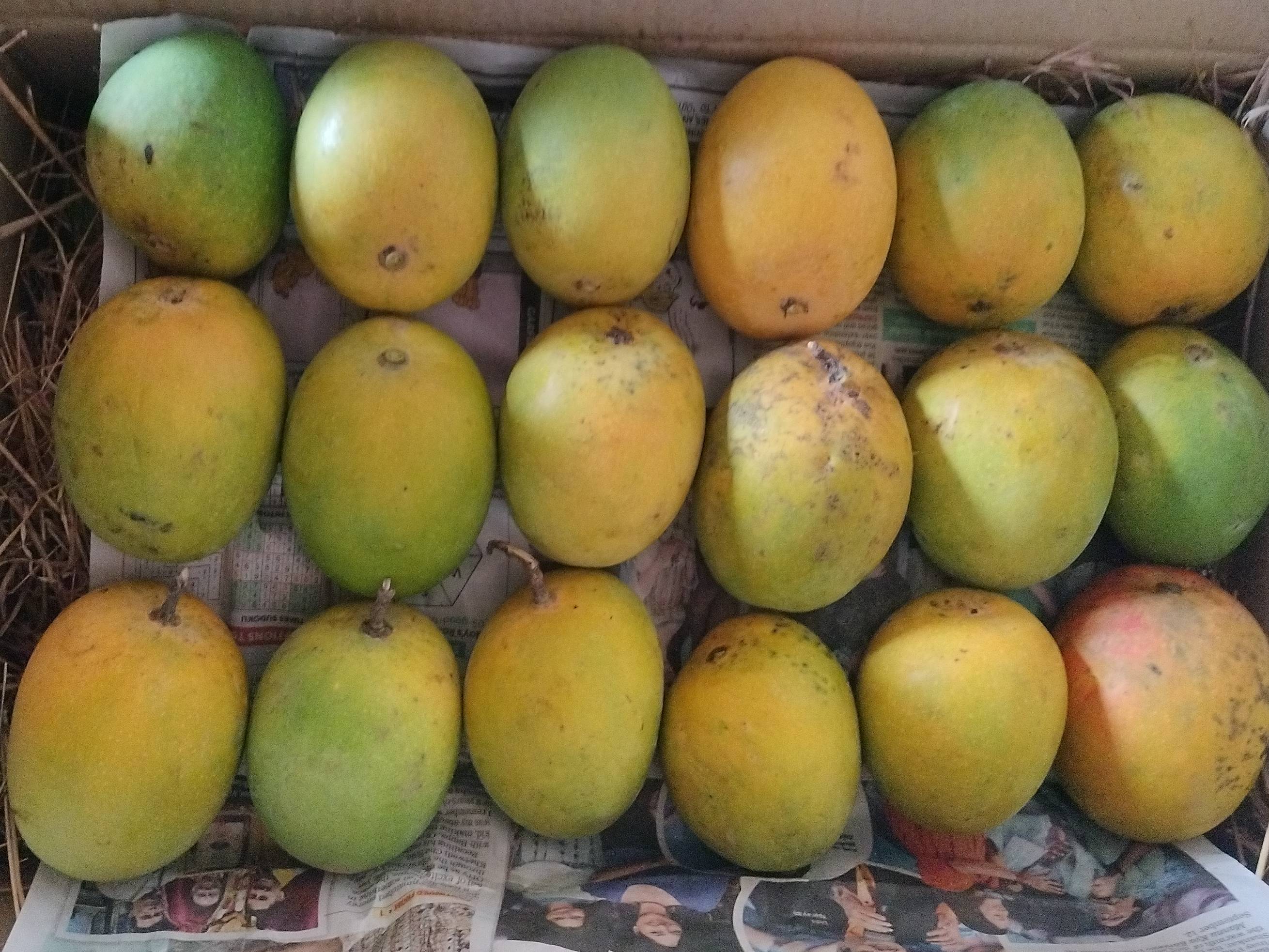 Alphonso (Hapus) बिक्री के लिए, रत्नागिरी, महाराष्ट्र