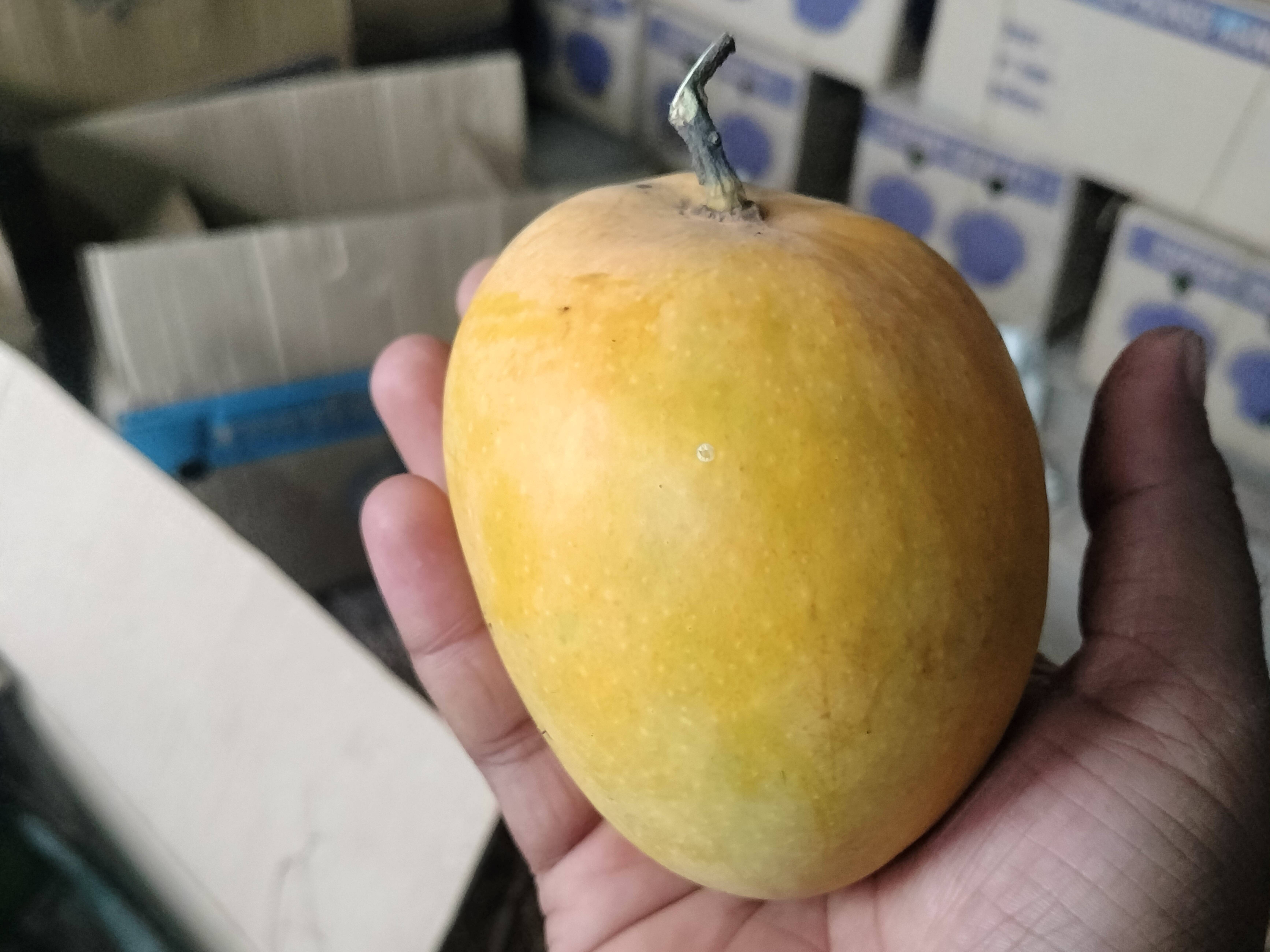 Alphonso (Hapus) बिक्री के लिए, रत्नागिरी, महाराष्ट्र