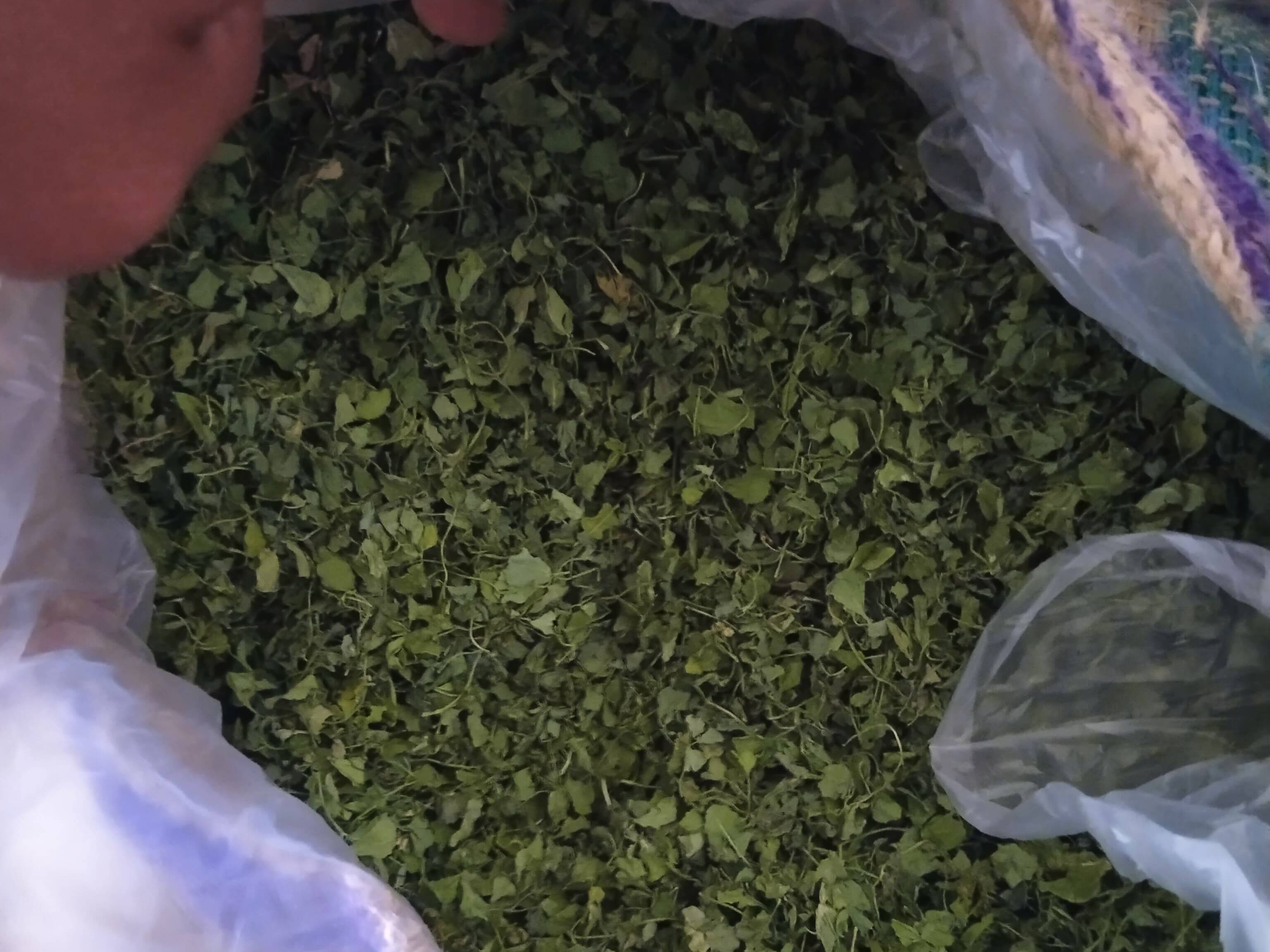 Kasuri Methi विक्रीसाठी, नागौर, राजस्थान