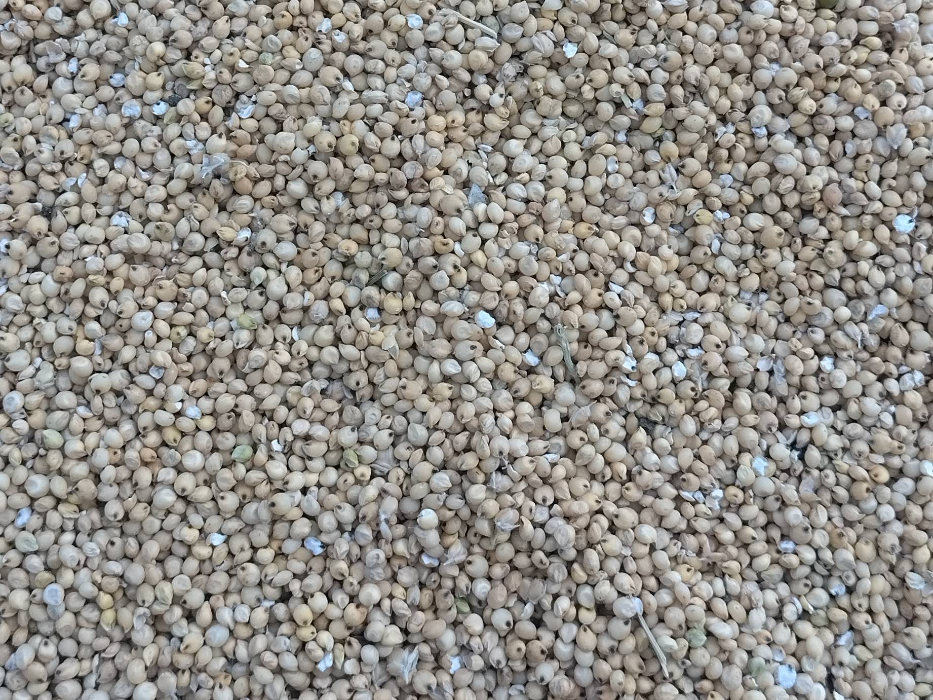 Tender sorghum (fresh green sorghum) for sale in Yavatmal, Maharashtra
