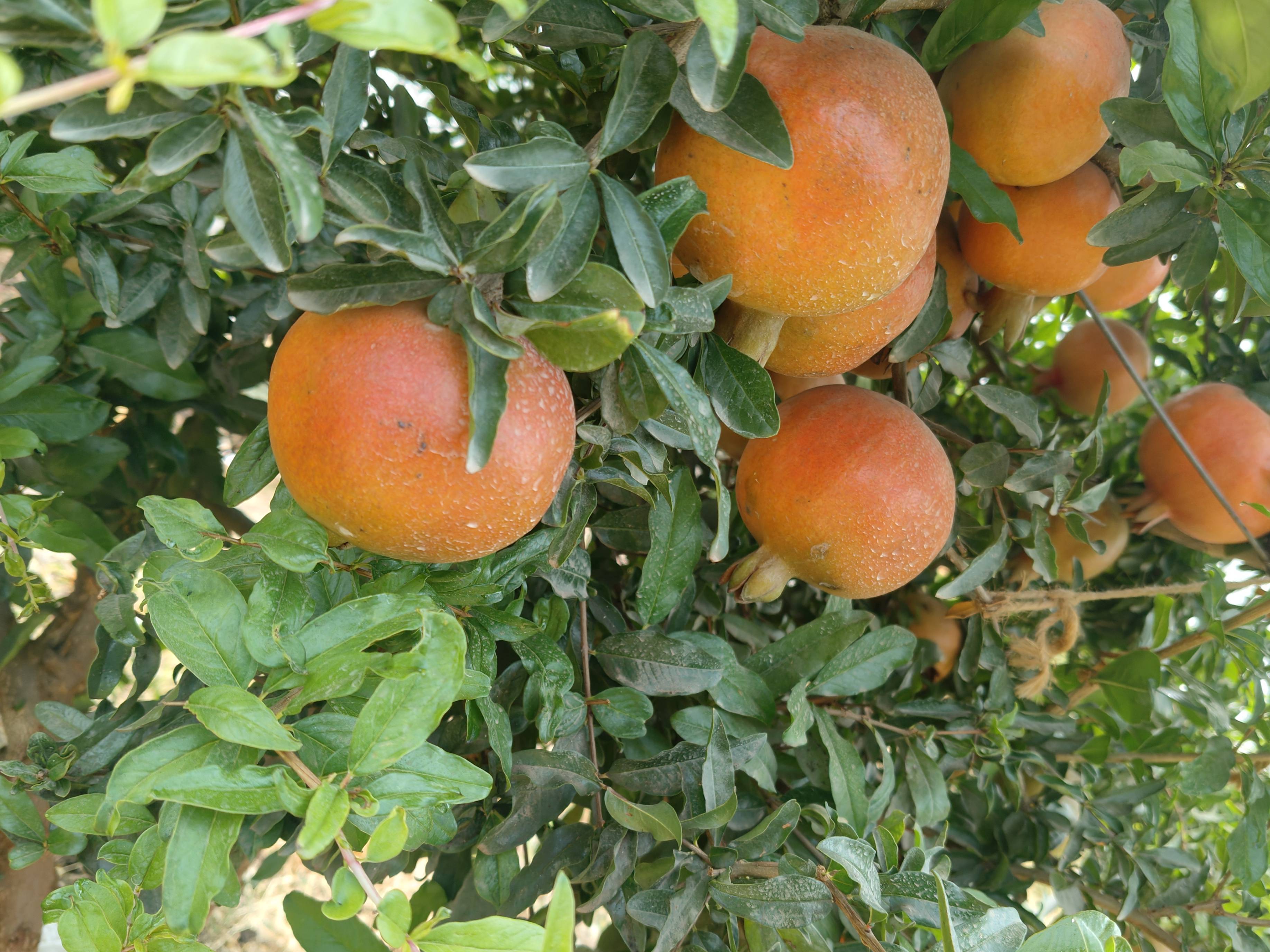 Bhagwa for sale in Ahilyanagar, Maharashtra