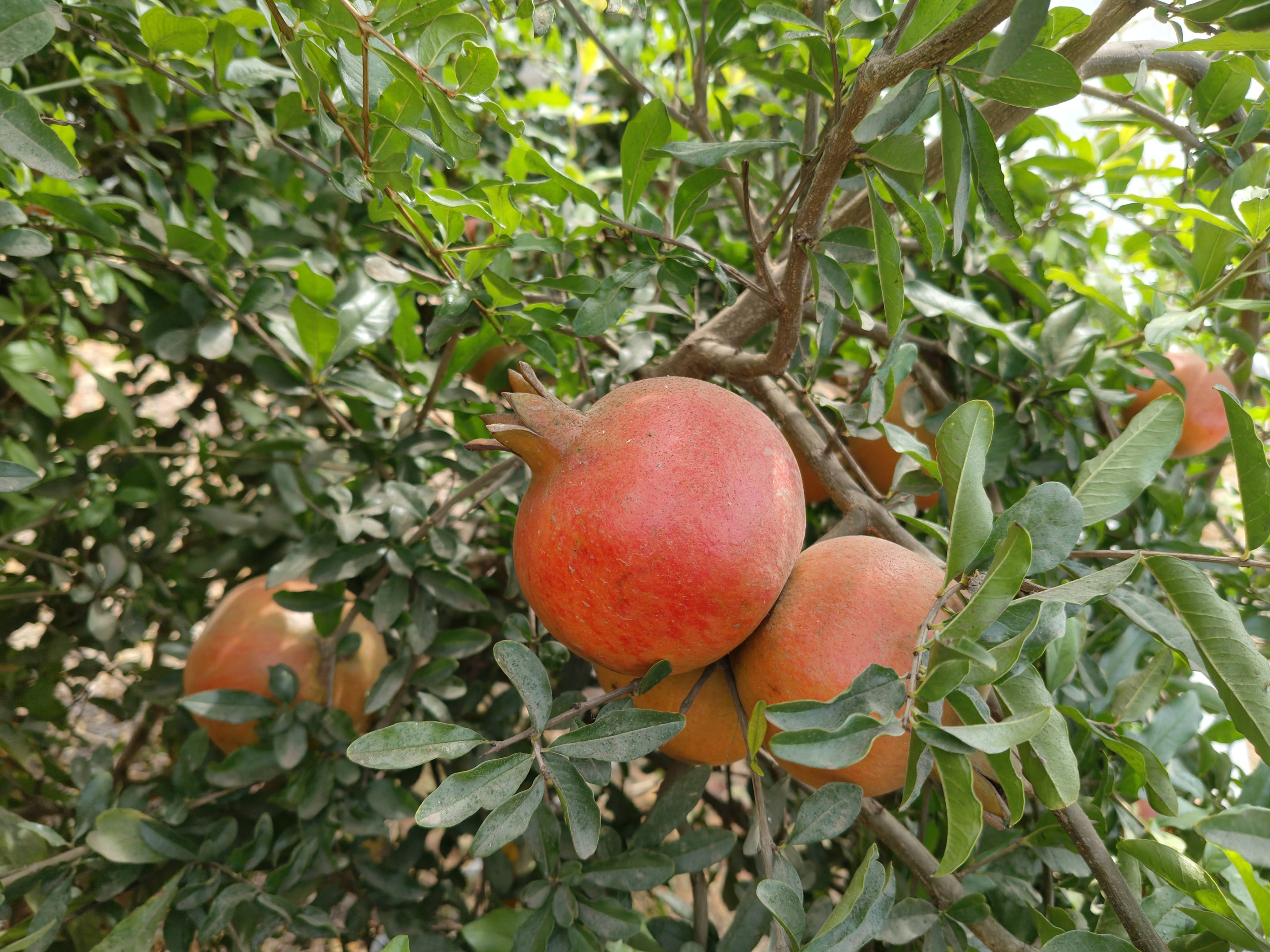 Bhagwa for sale in Ahilyanagar, Maharashtra