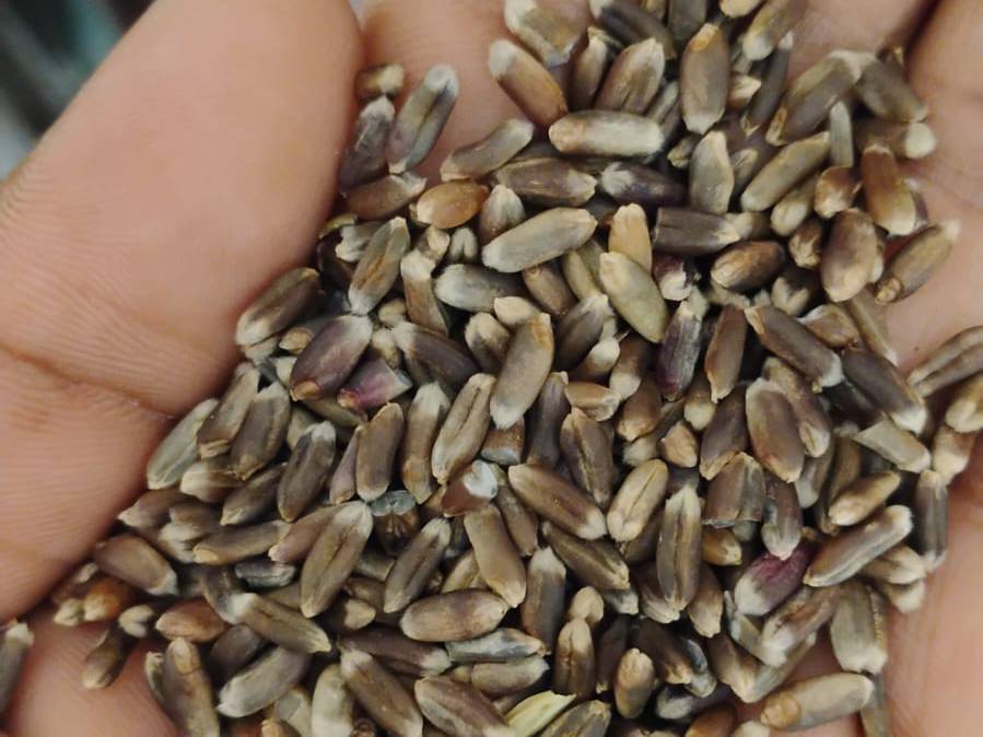 Emmer Wheat for sale in Faridabad, Haryana