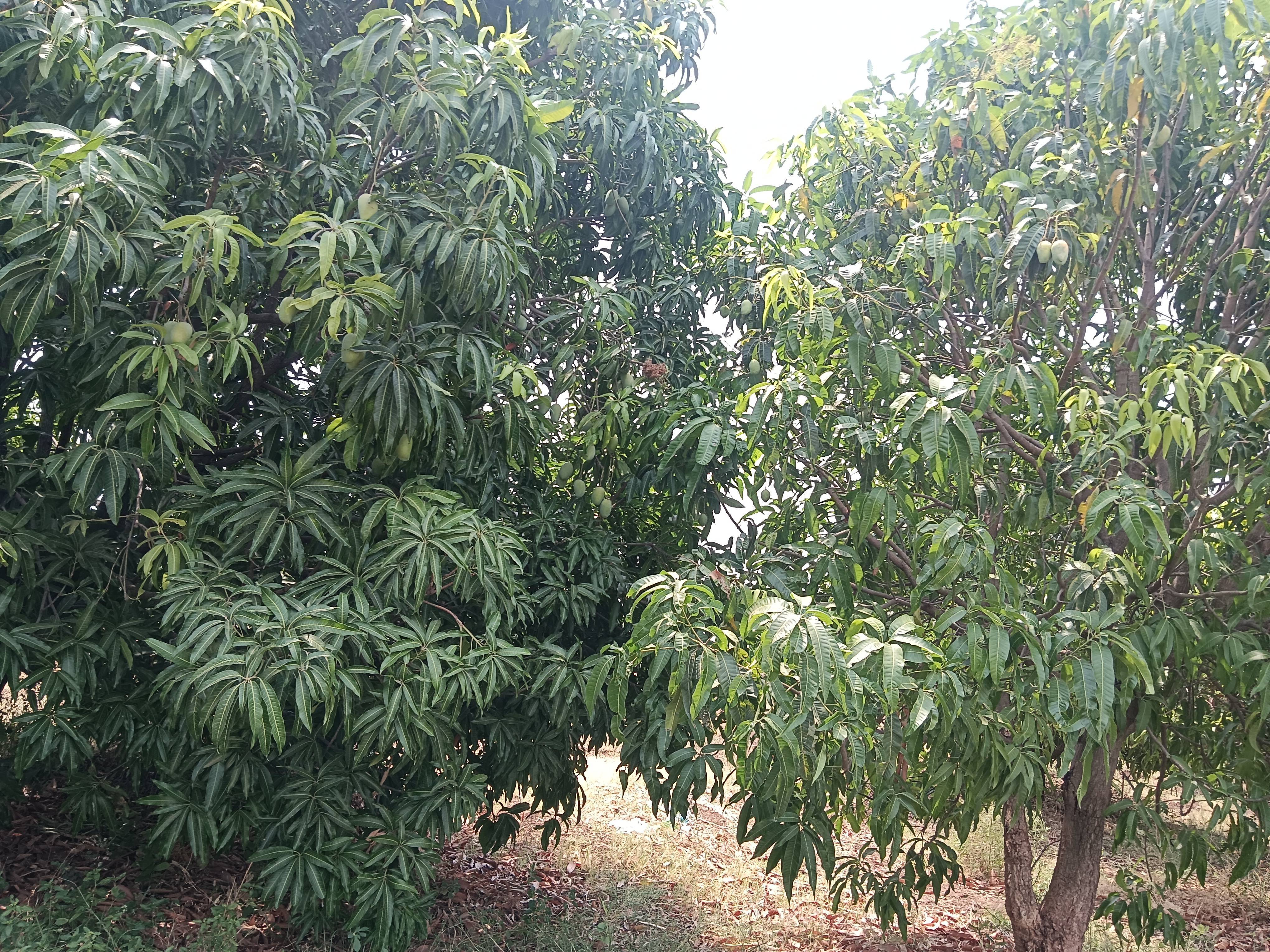 Kesar for sale in Chhatrapati Sambhajinagar, Maharashtra