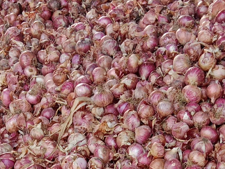 Red Onion विक्रीसाठी, पुणे, महाराष्ट्र