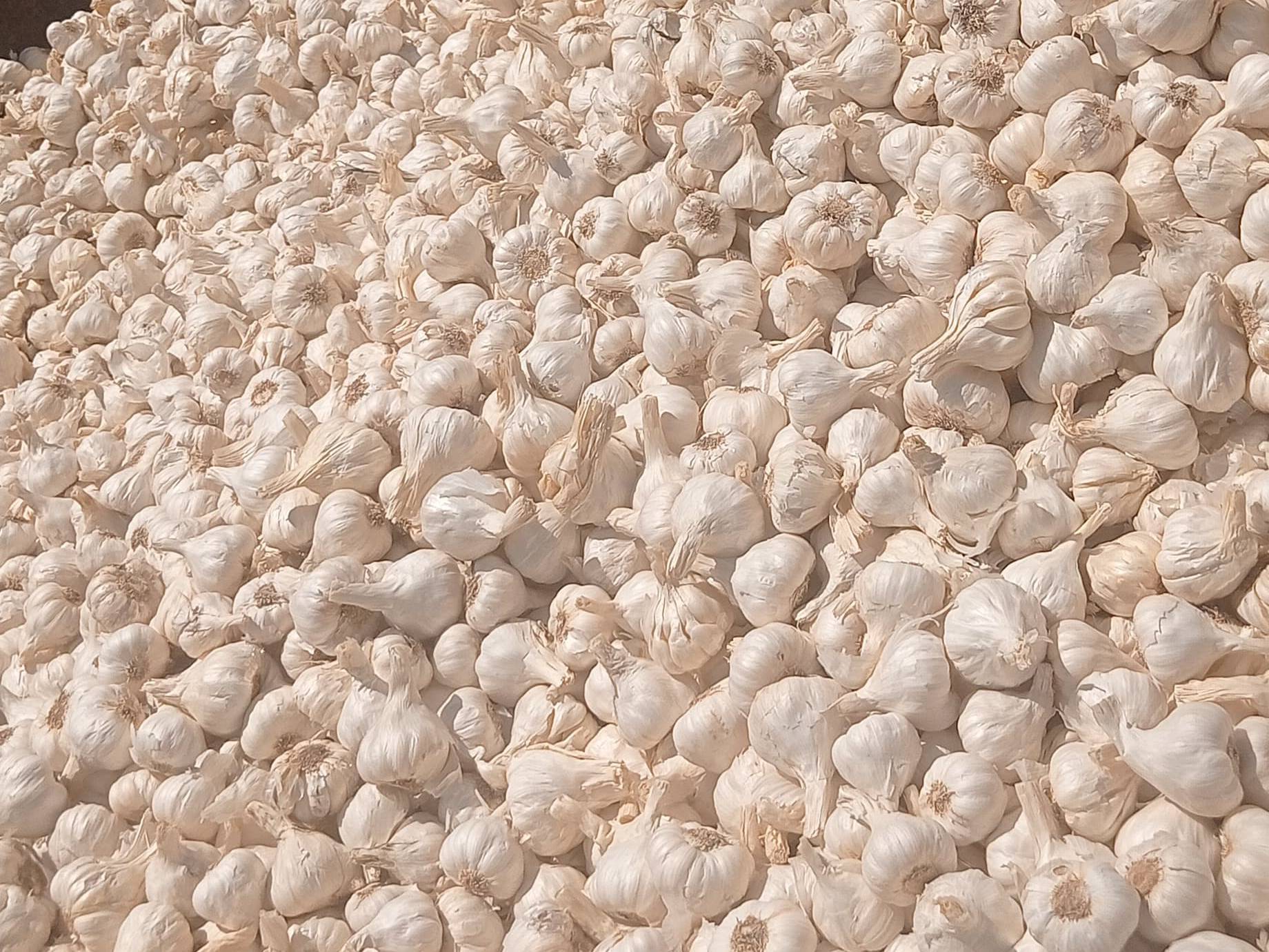 White Garlic विक्रीसाठी, बारां, राजस्थान