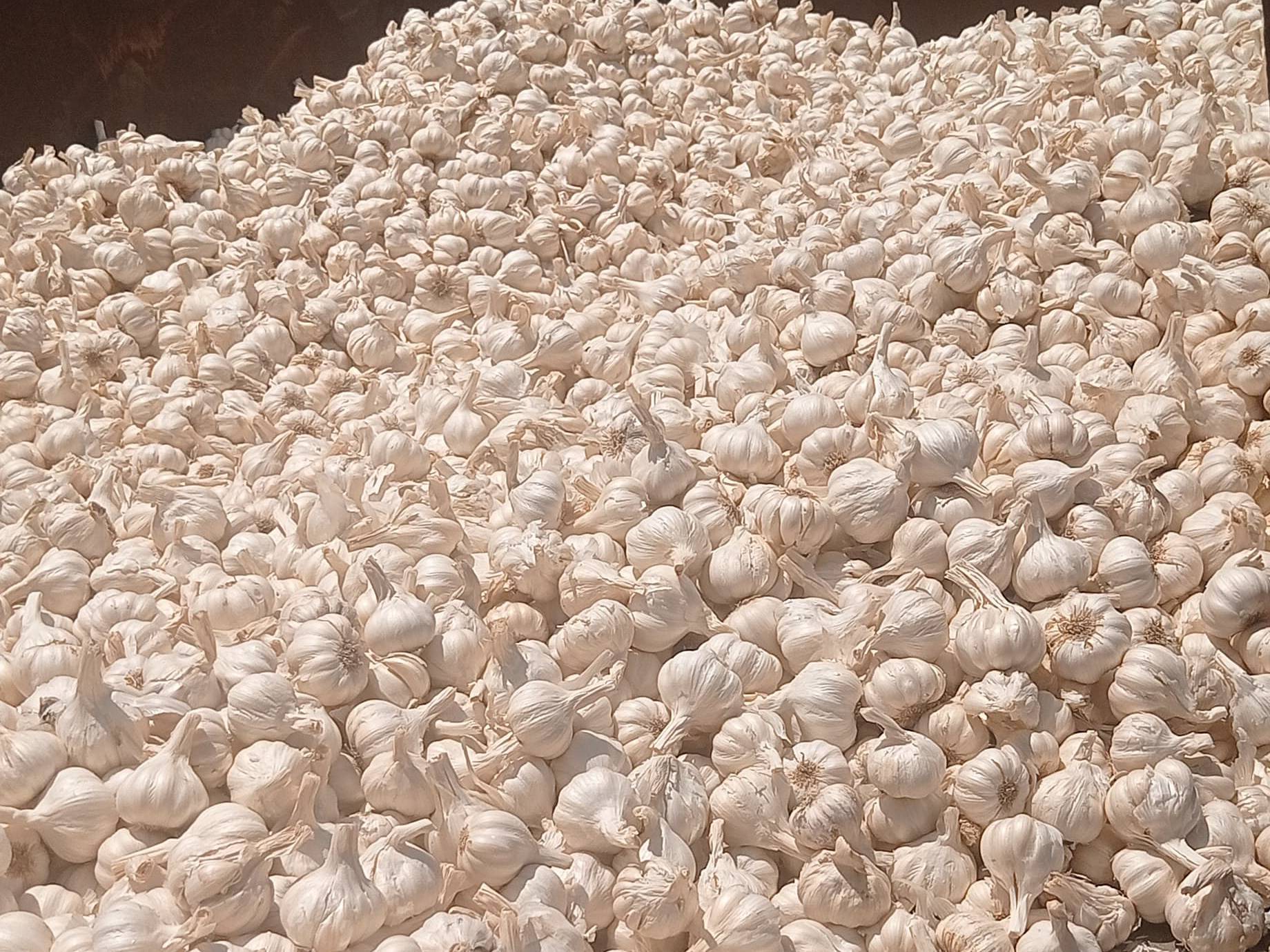 White Garlic विक्रीसाठी, बारां, राजस्थान