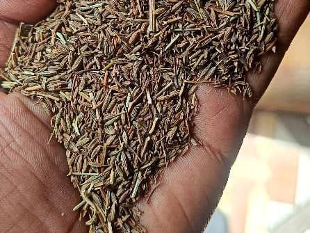 Cumin Seeds विक्रीसाठी, राजकोट, गुजरात