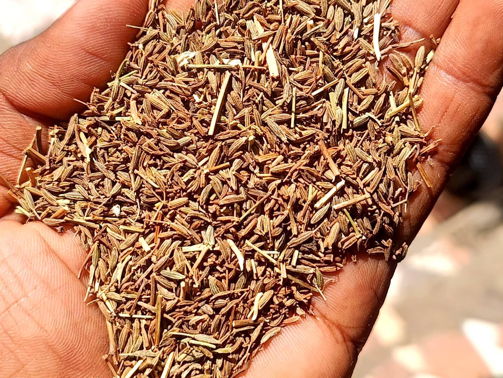 Cumin Seeds विक्रीसाठी, राजकोट, गुजरात