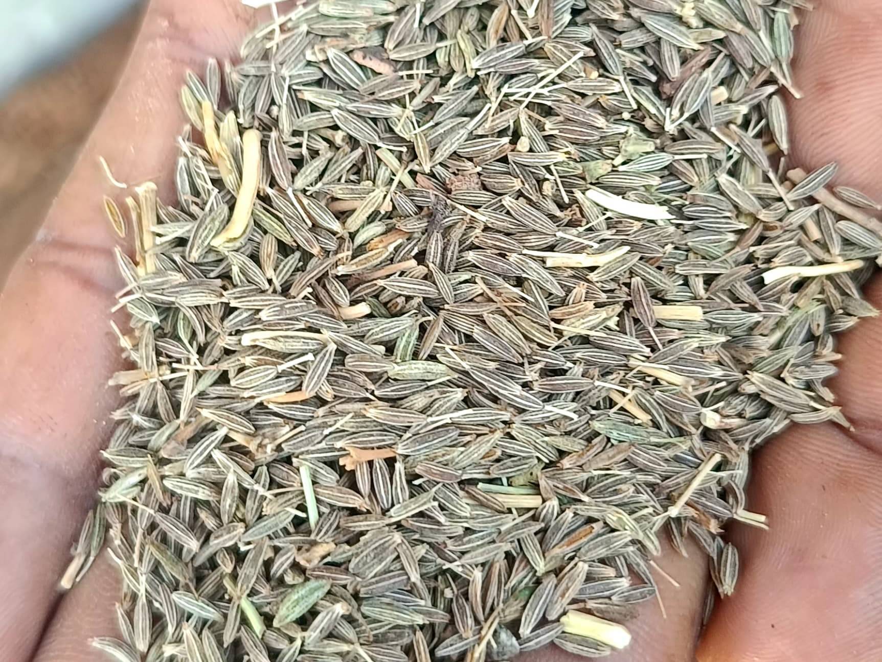 Cumin Seeds विक्रीसाठी, राजकोट, गुजरात