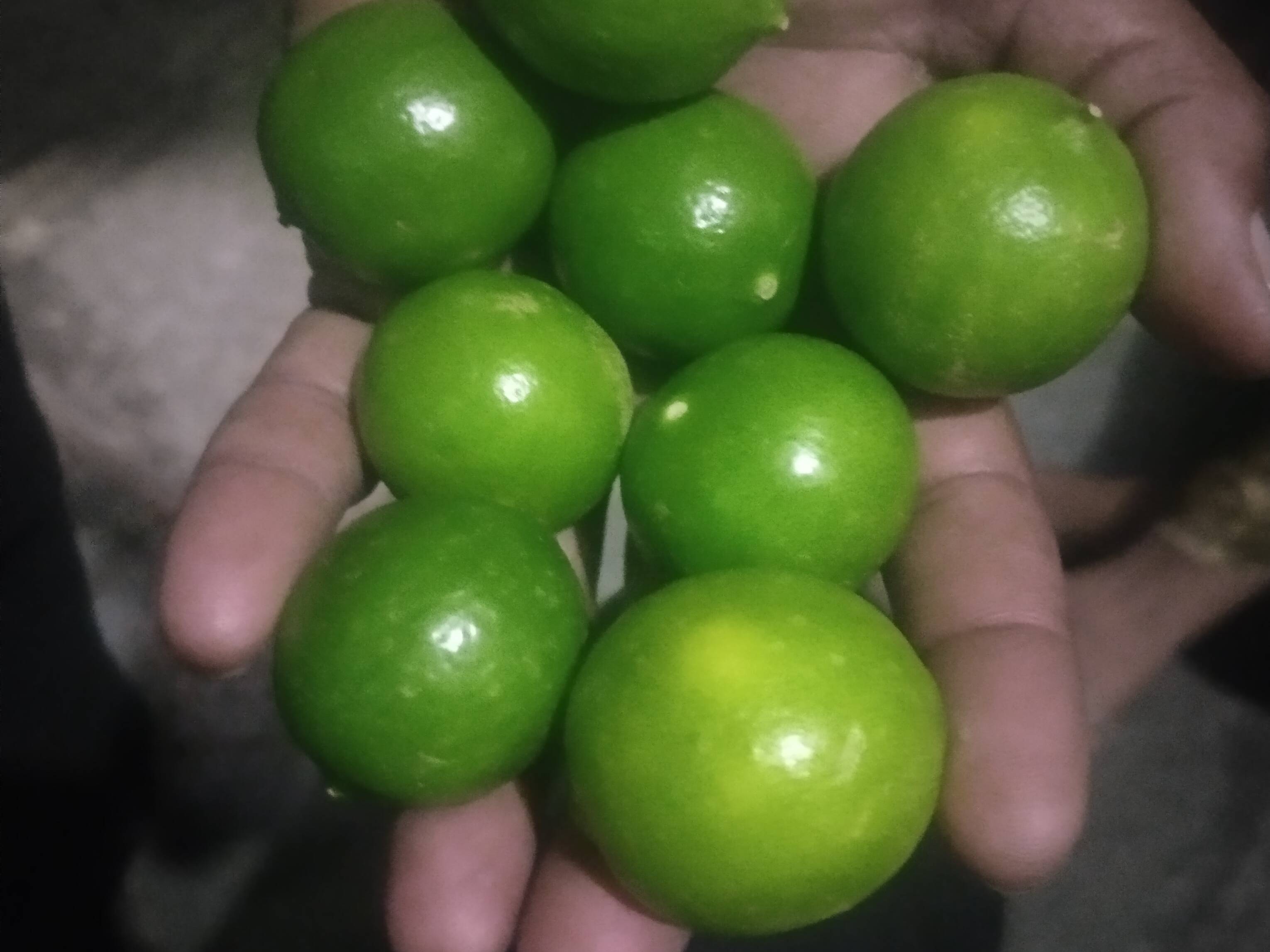 Nemu Tenga विक्रीसाठी, परभणी, महाराष्ट्र